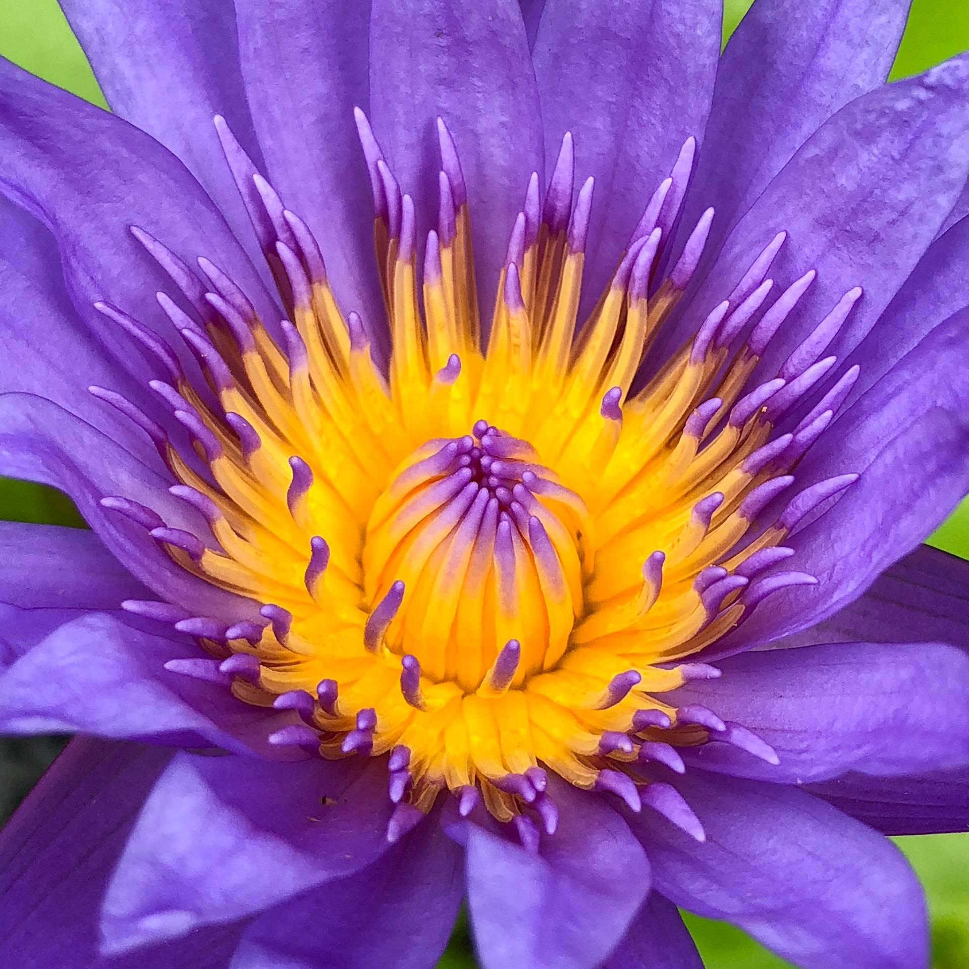 Purple Water Lily, Vietnam