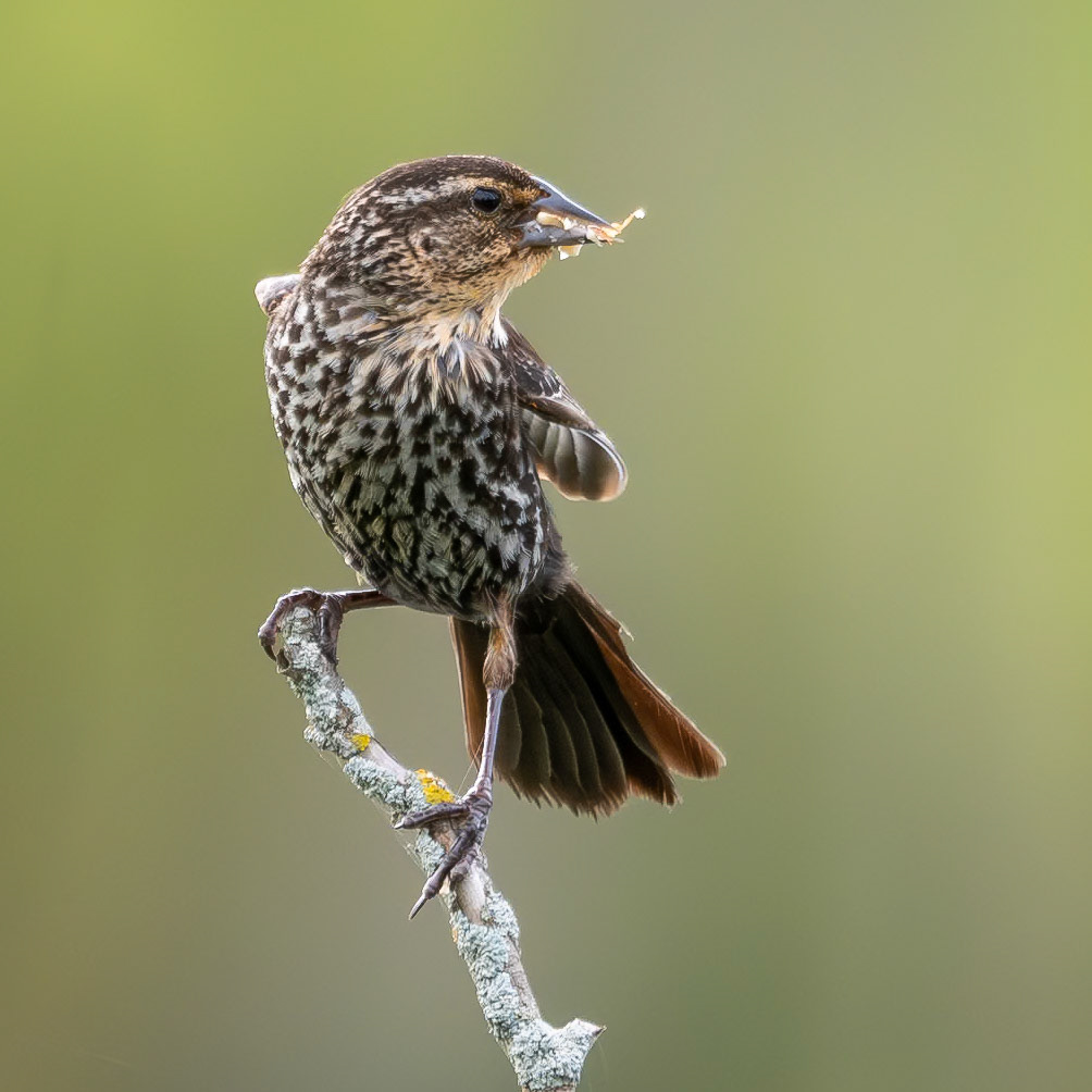 Female Red-winged Blackbird (Agelaius phoeniceus)