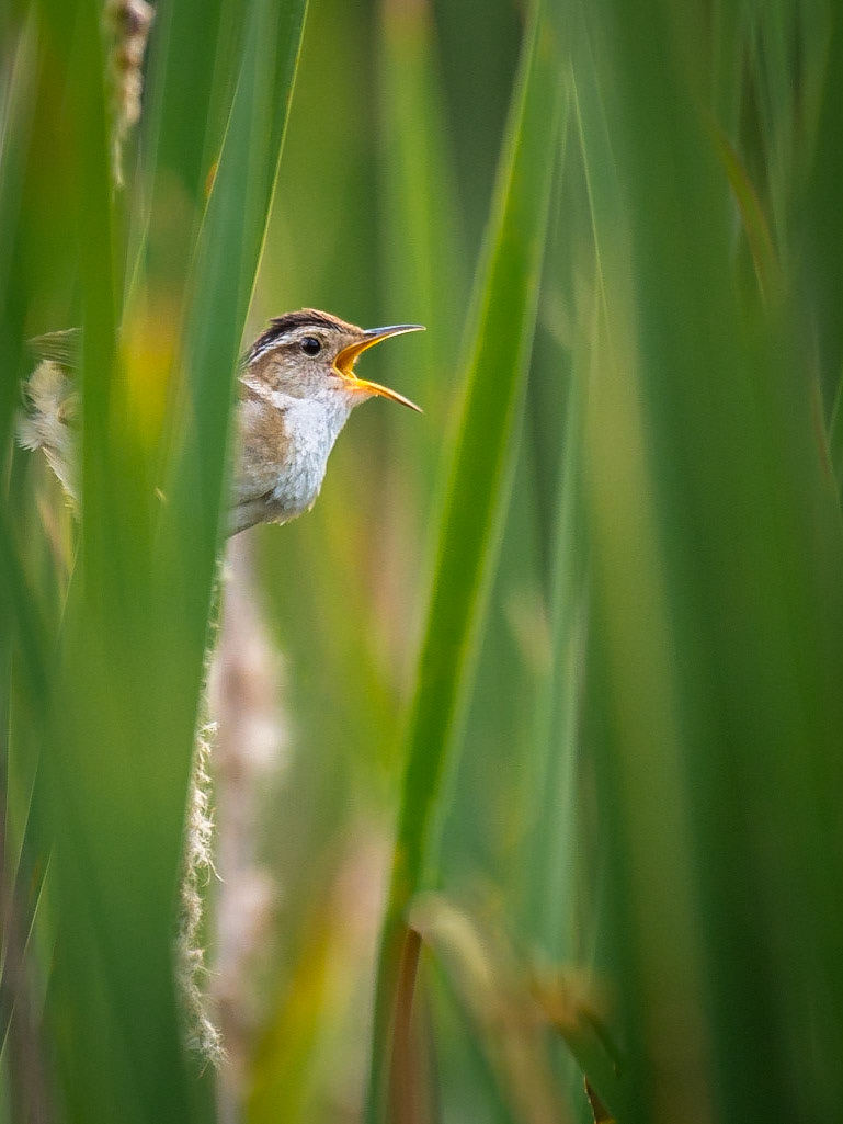 Marsh Wren singing amongst the cattails