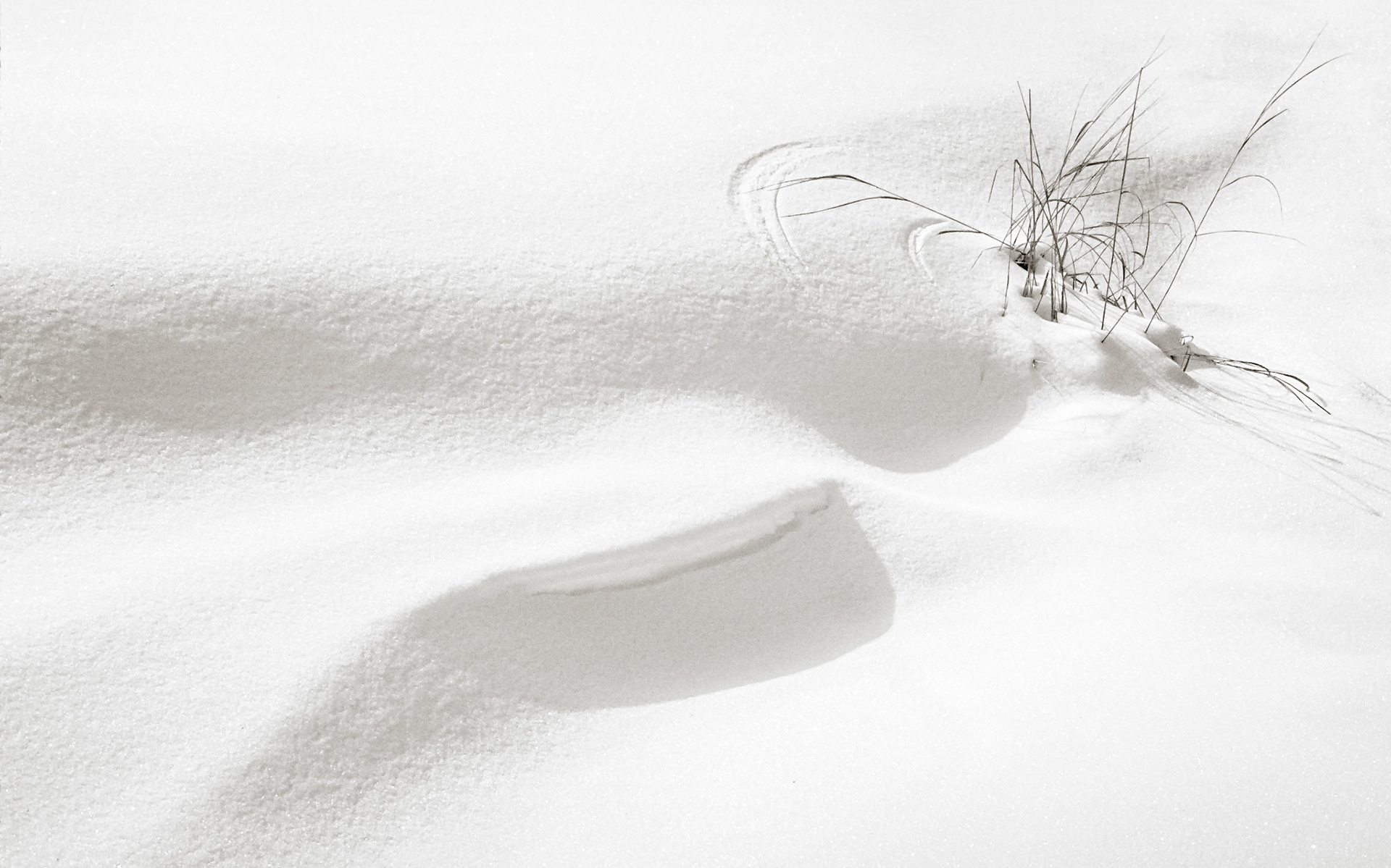 Snow Patterns and Grasses