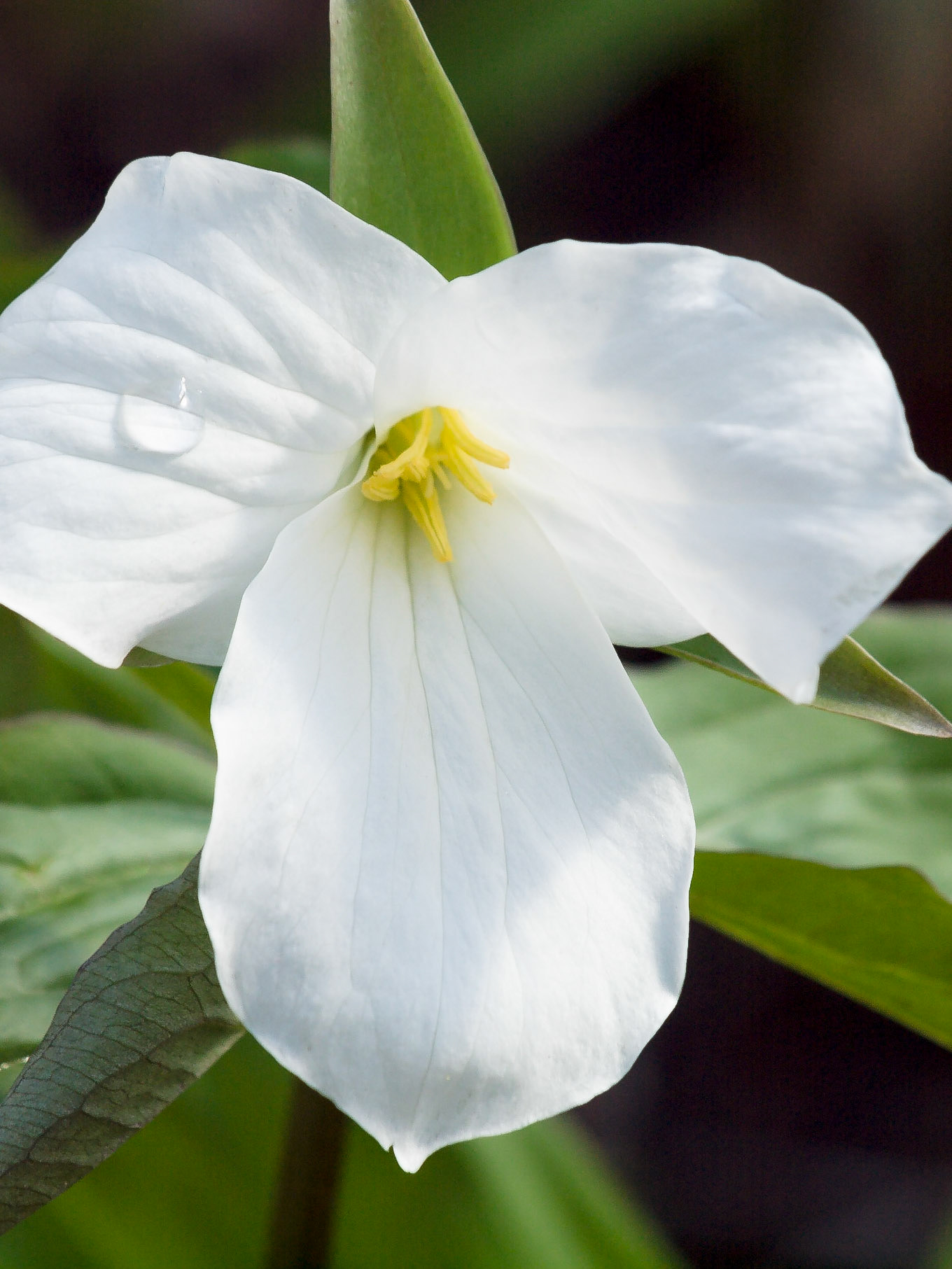 Trillium (Trillium grandiflorum)