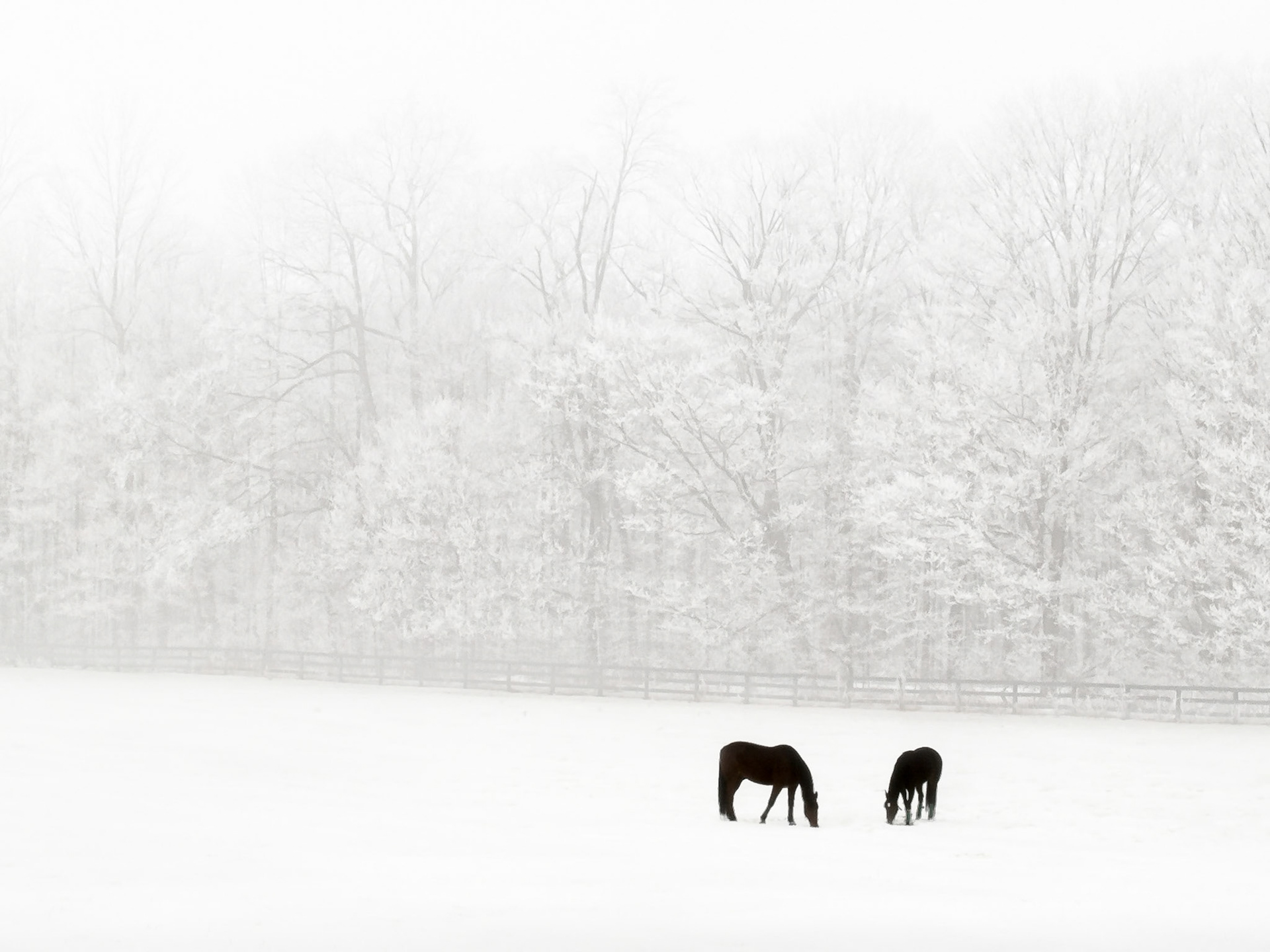 Horses and Hoar Frost, Waterloo Region