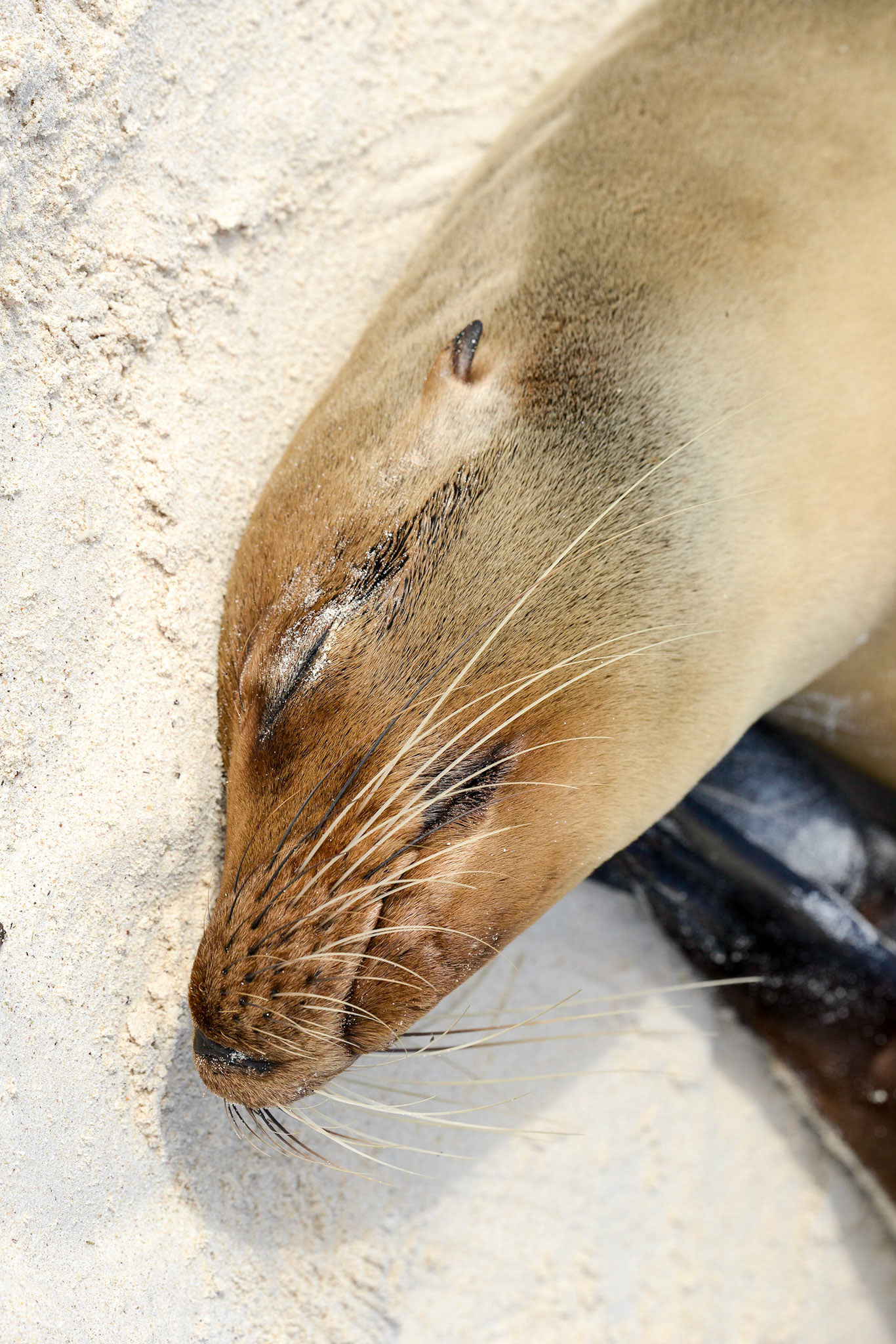 Galápagos Sea Lion (Zalophus wollebacki - Endemic),  Playa Cerro Brujo, Isla San Cristóbal, Galápagos Islands, Ecuador