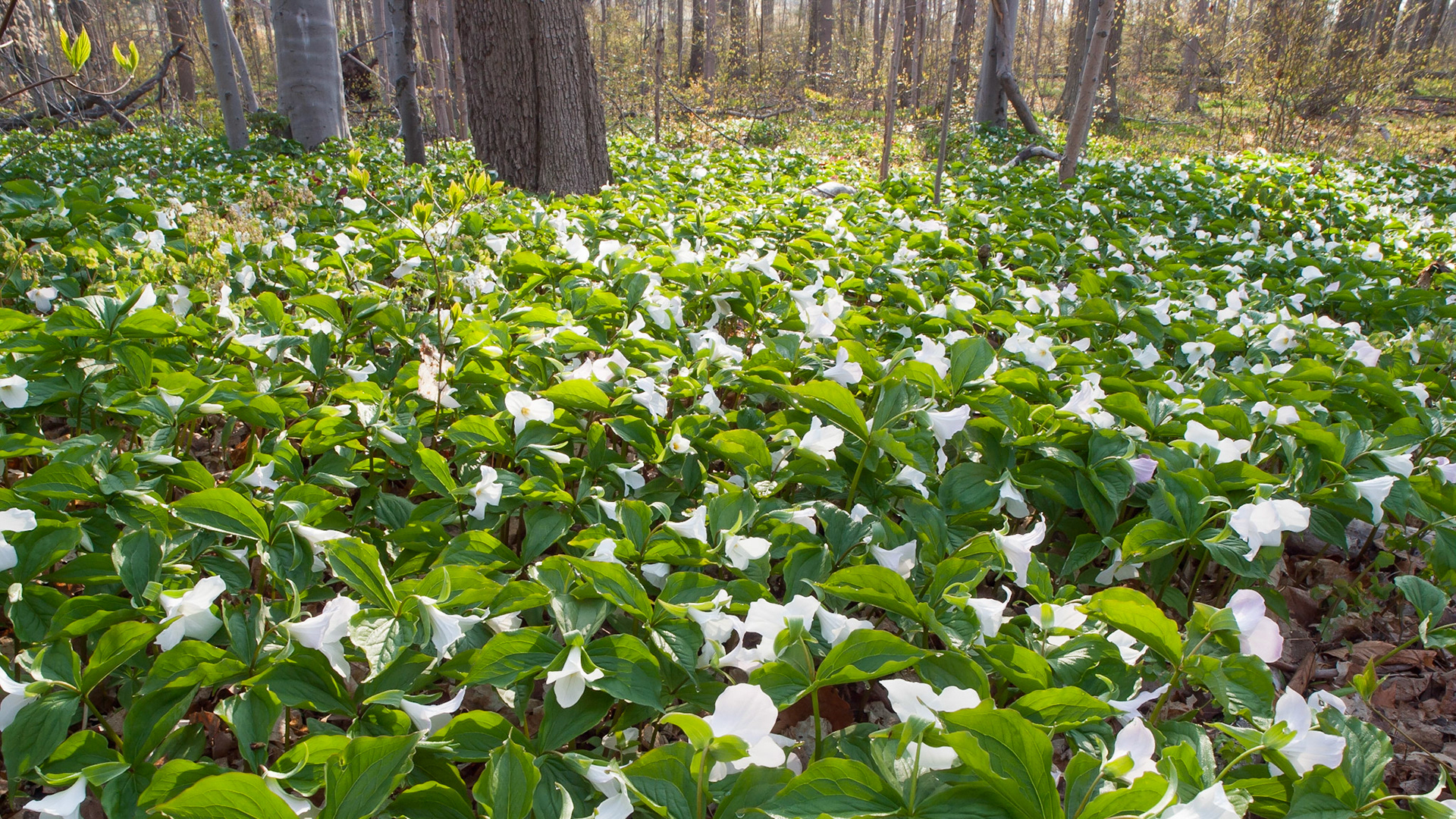 Carpet of White Trilliums