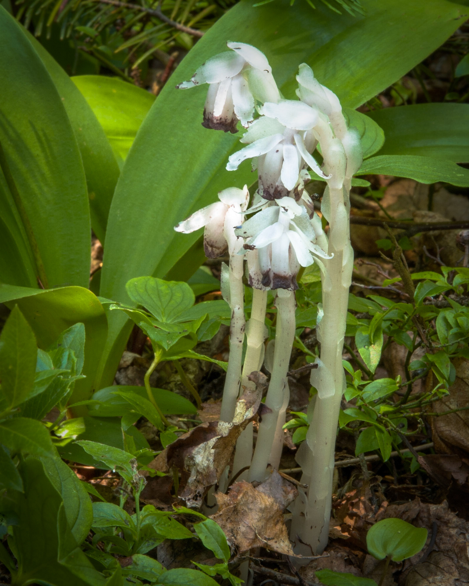 Ghost Pipe