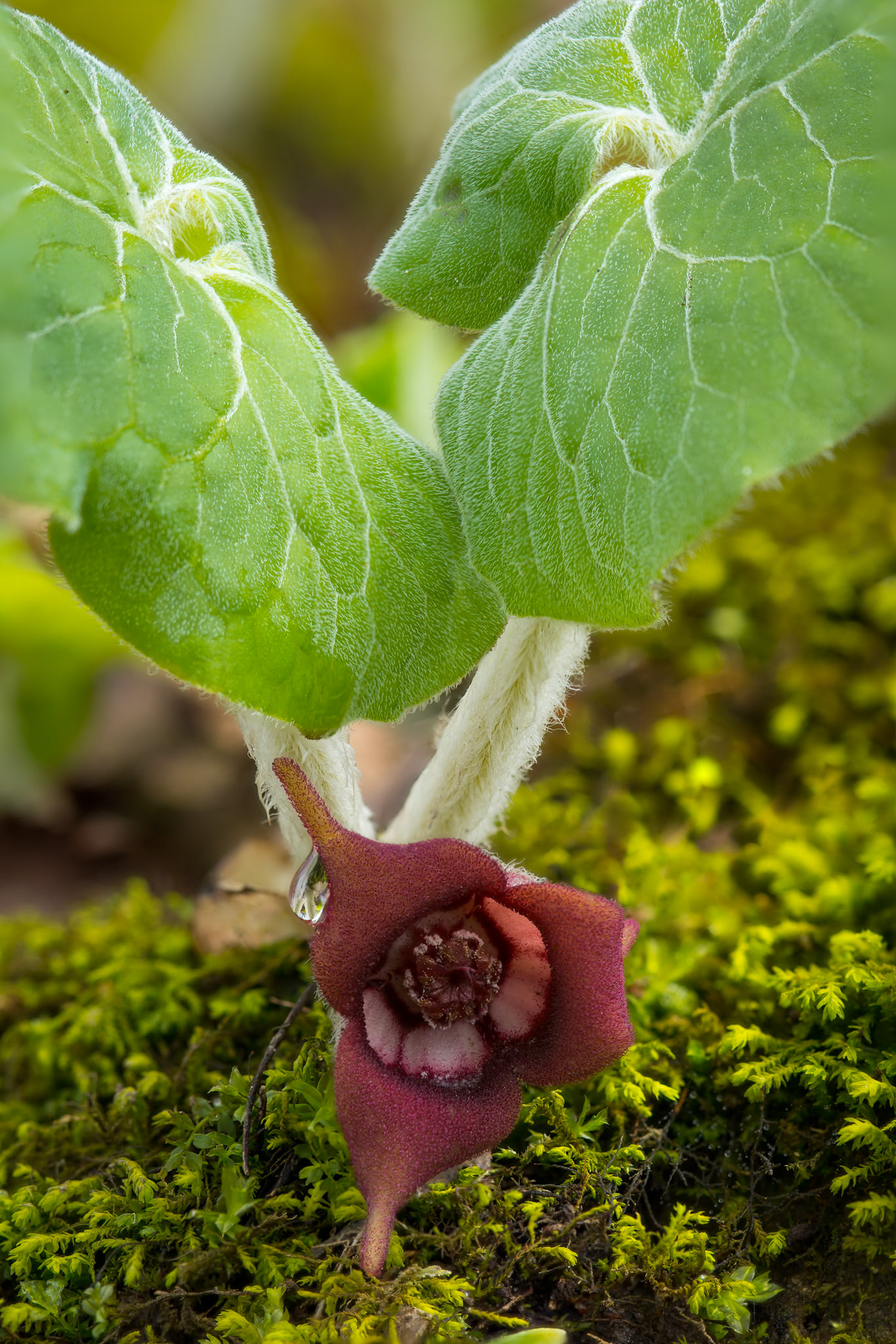 Wild Ginger - V