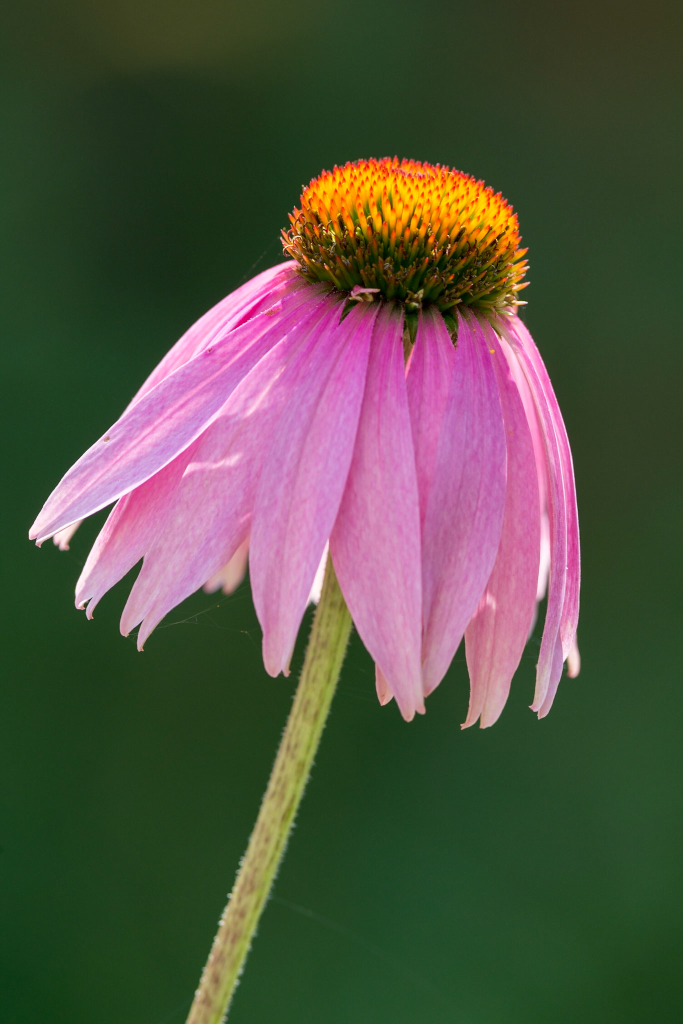 Purple Coneflower - V