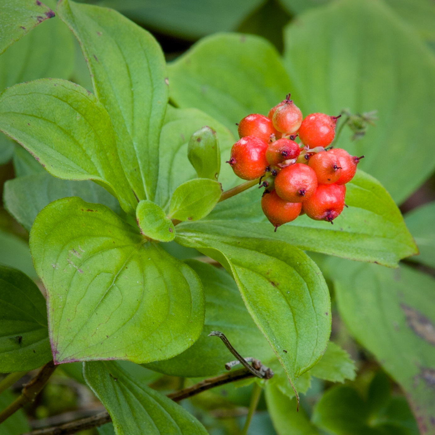 Bunchberries
