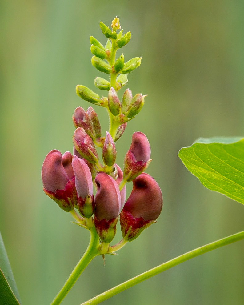 Groundnut (Apios americana)