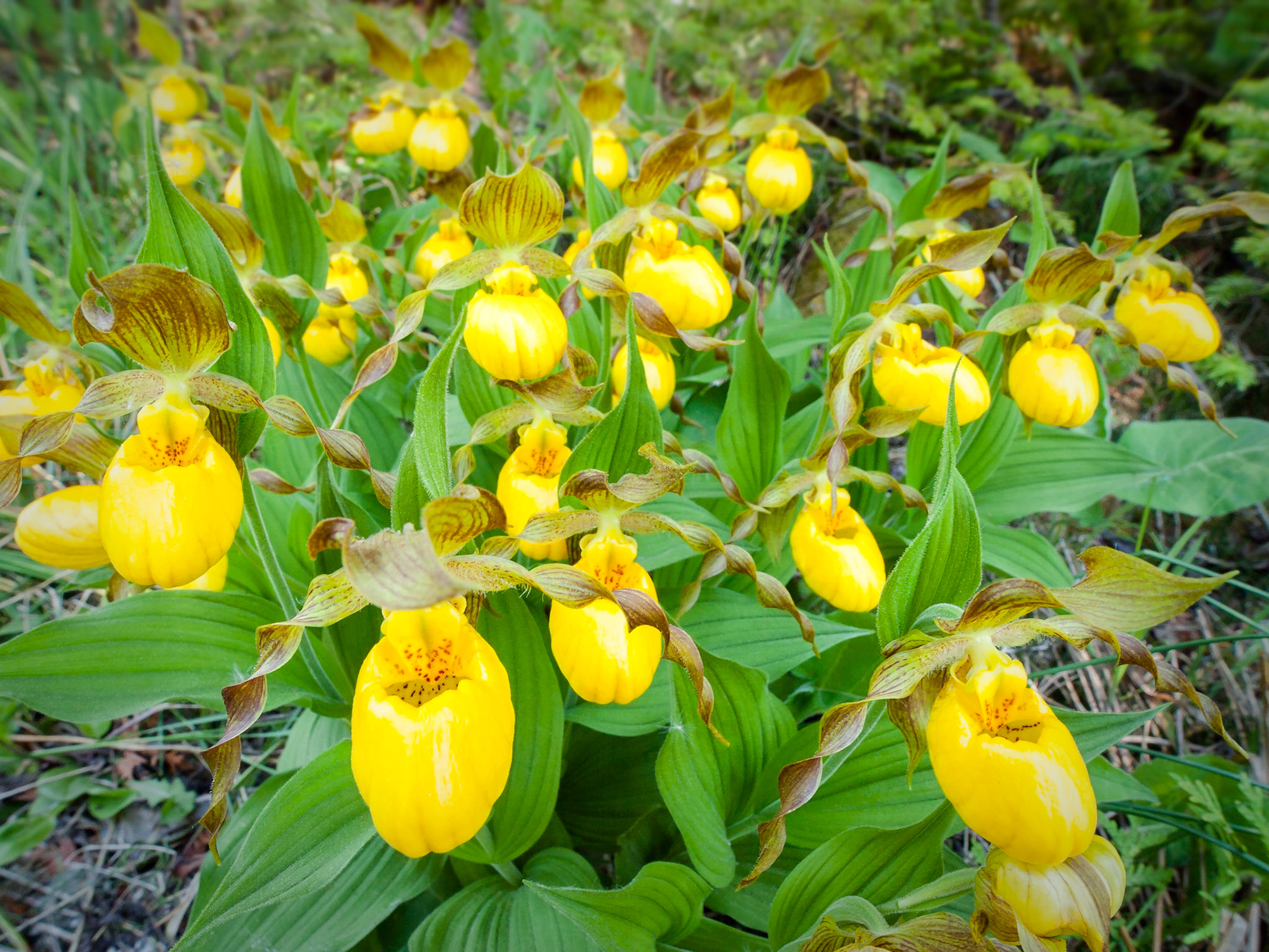 Yellow Lady's-Slippers - H