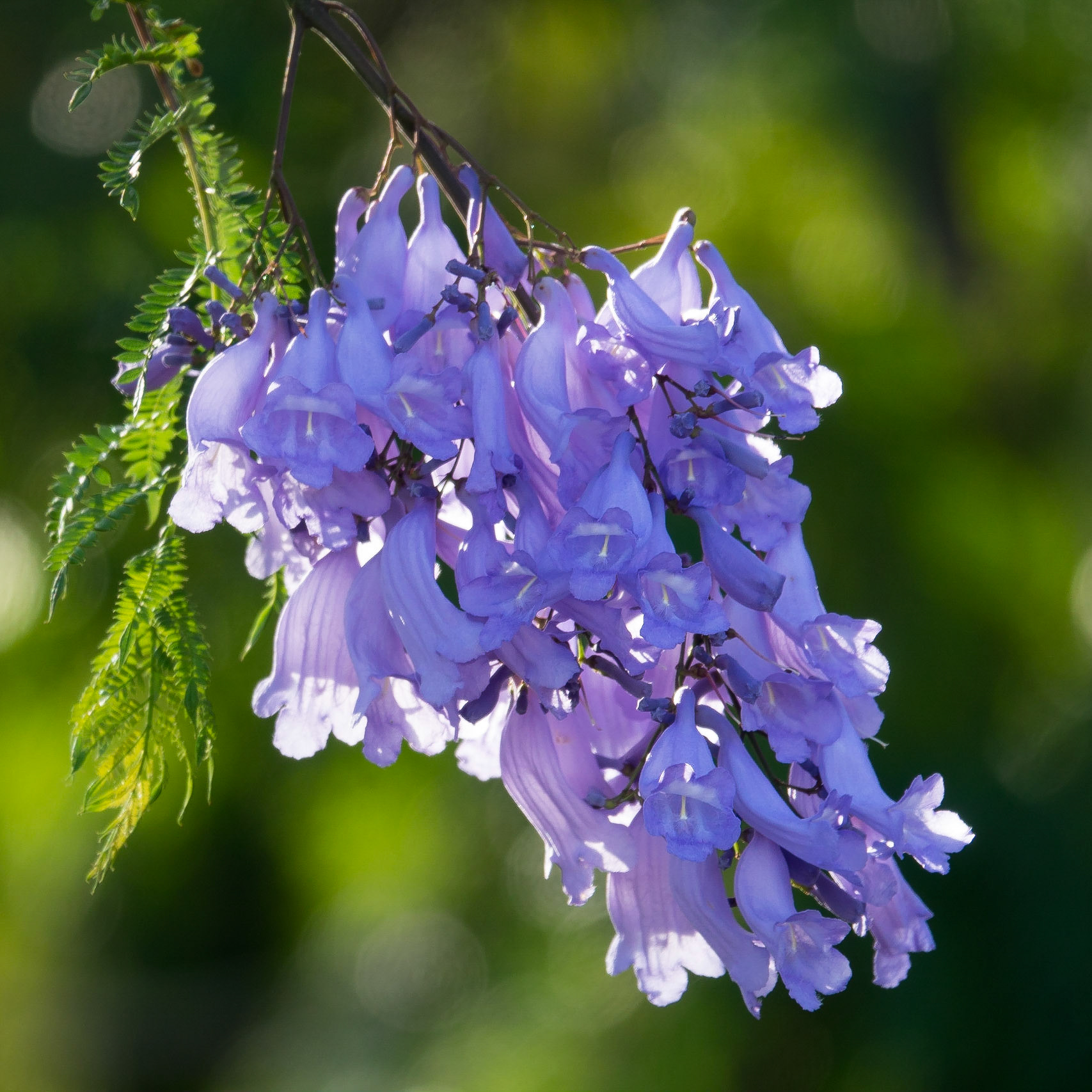 The bright lavender flowers of Jacaranda tree in full bloom.