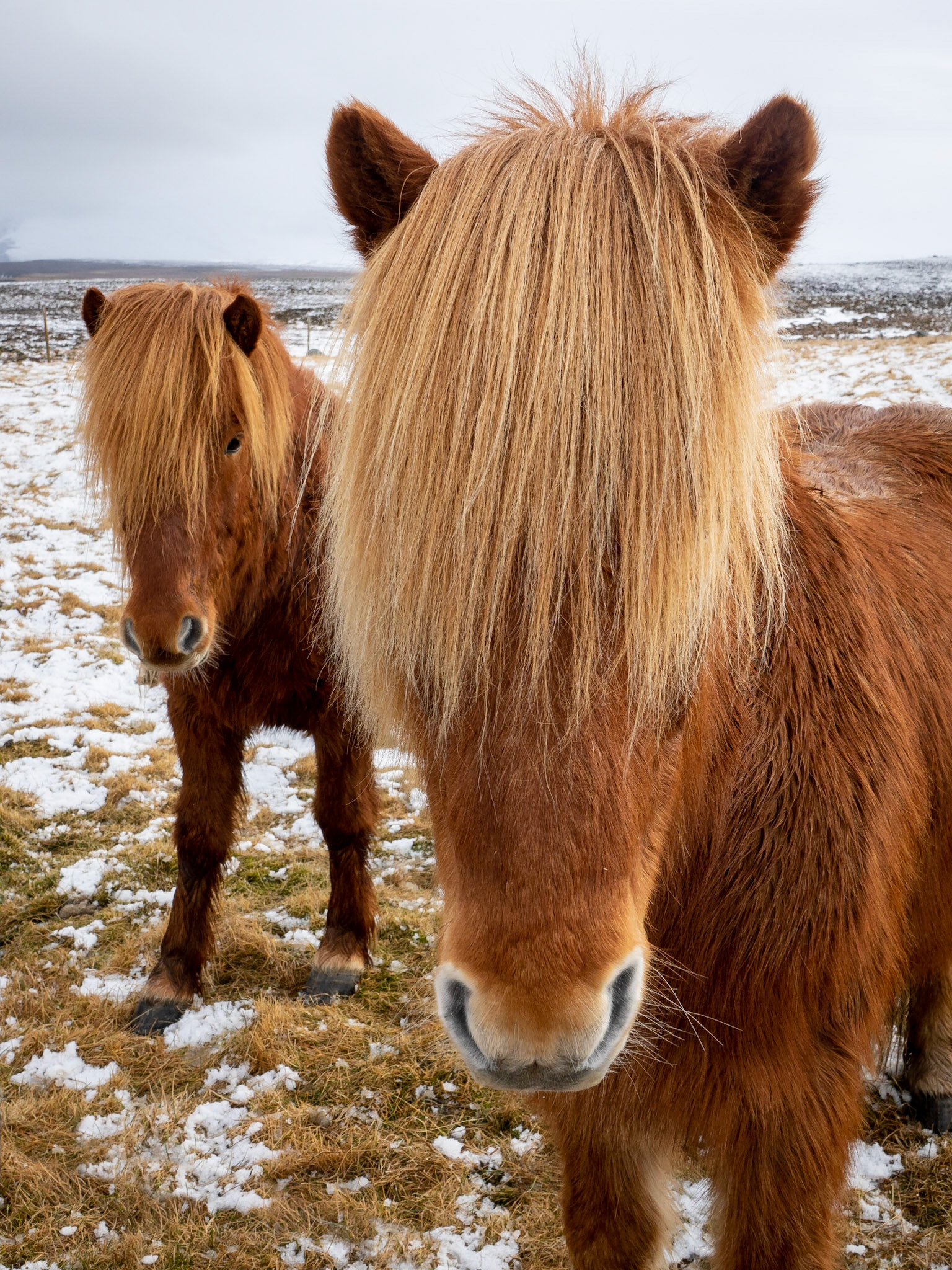 Icelandic Horses, Selvík, Skaginn Peninsula, Iceland