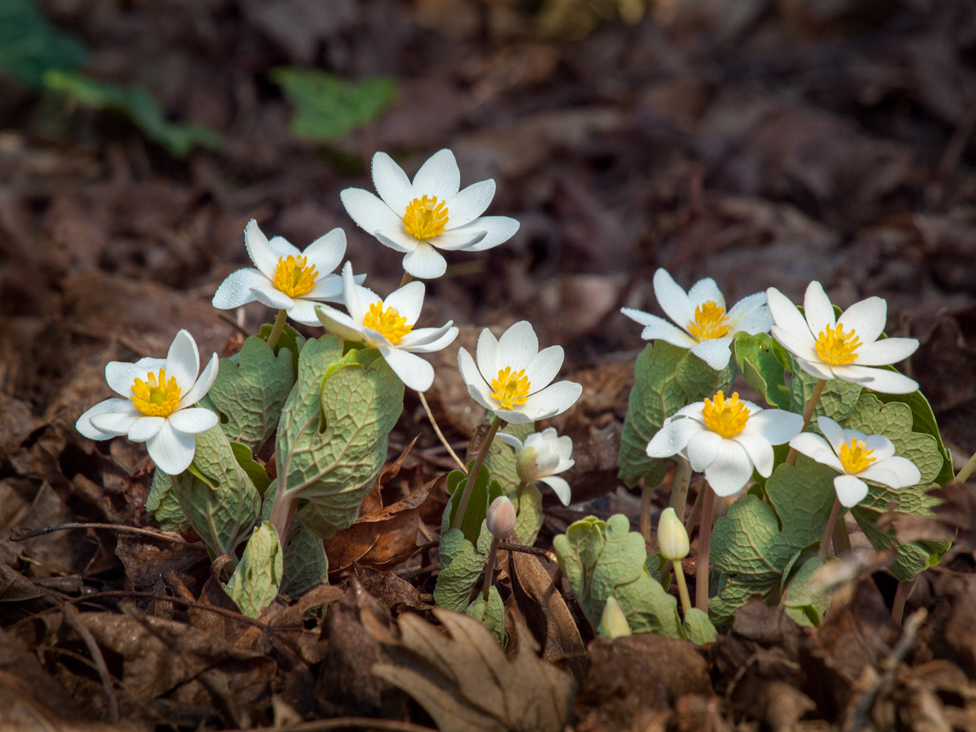 A spread of Bloodroot