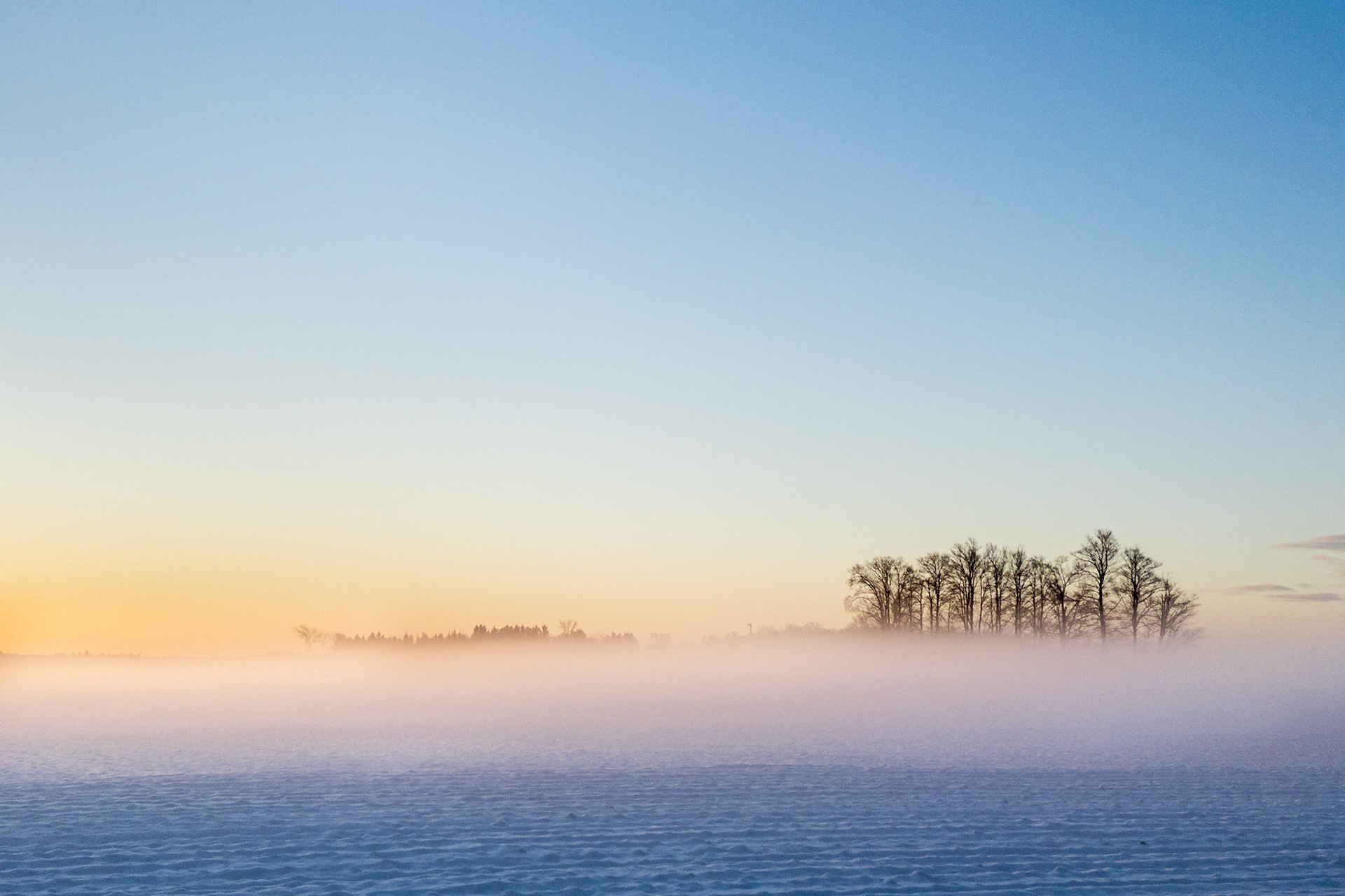 Warm dawn light begins to fill a bright blue sky as ground fog hovers over a farm field with a distant grouping of trees, branches bare of leaves.