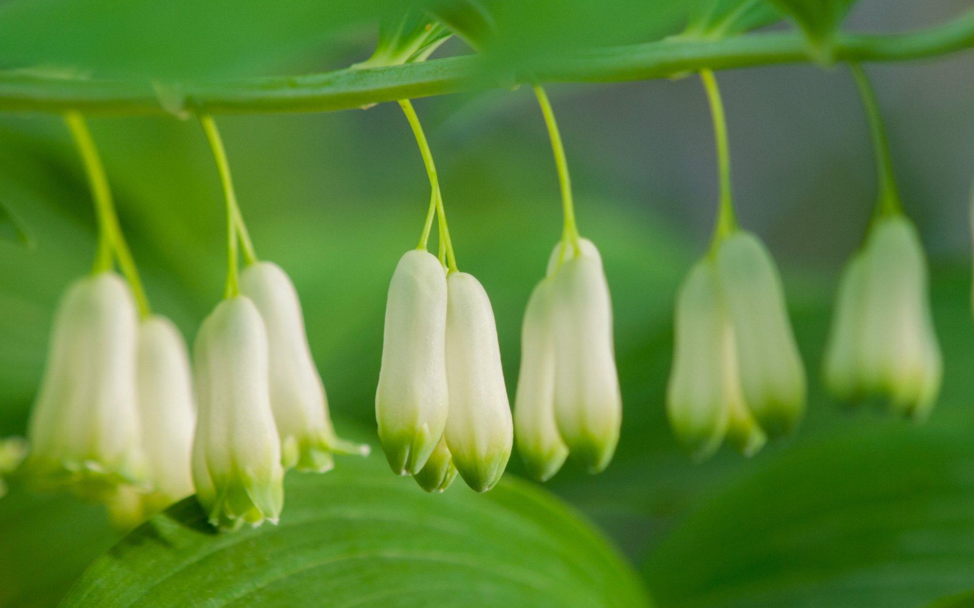 Solomon's Seal - H
