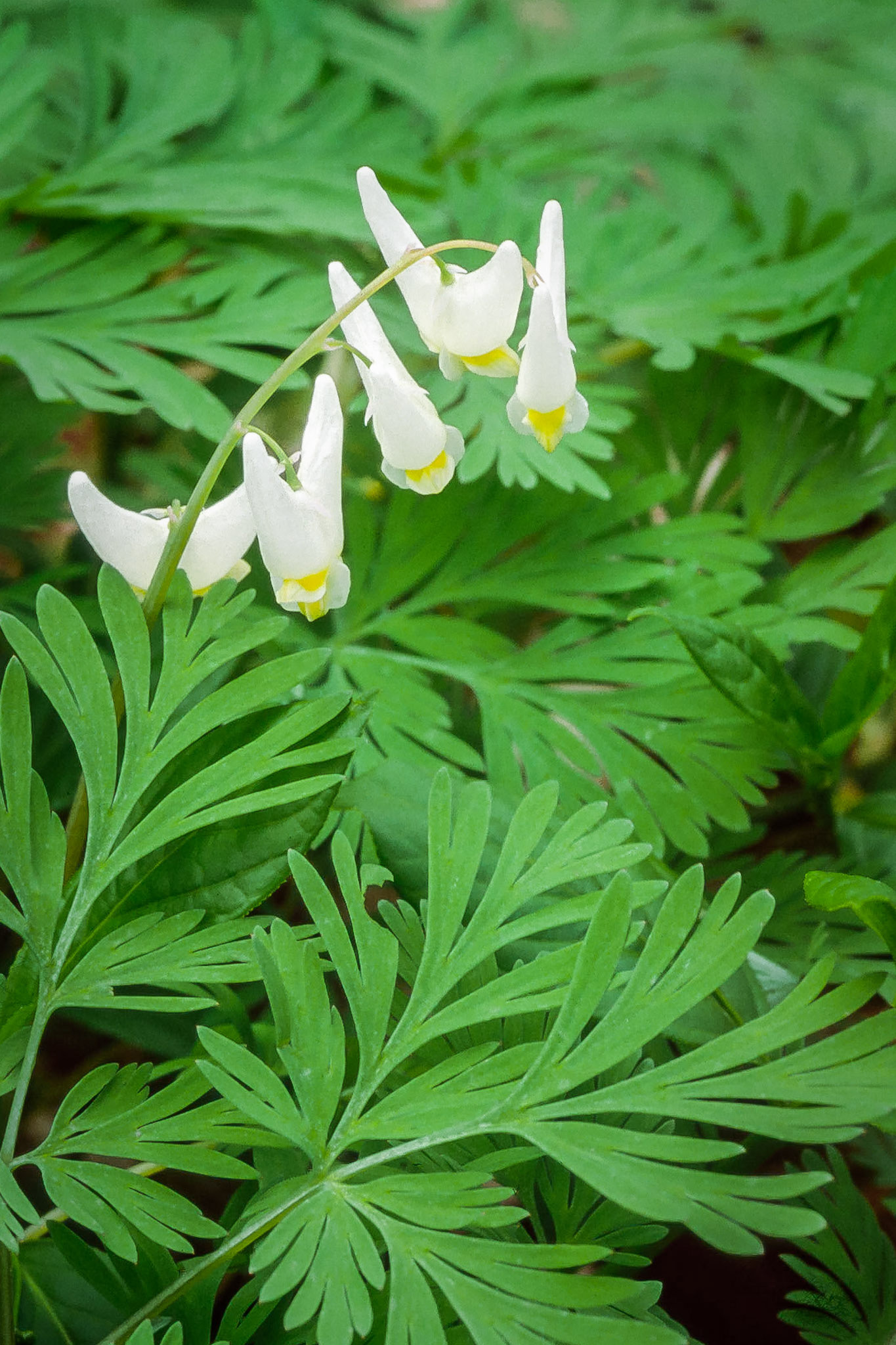 Dutchman's Breeches (Dicentra cucullaria),
Twiss Road Forestry Tract, Halton Region, Ontario
Olympus OM-4T; 90mm f/2.8 Tamron Macro lens + Polarizing and 81A filters;
f/11 on Auto (N -2/3); Fujichrome Velvia RVP 50 @ EI40