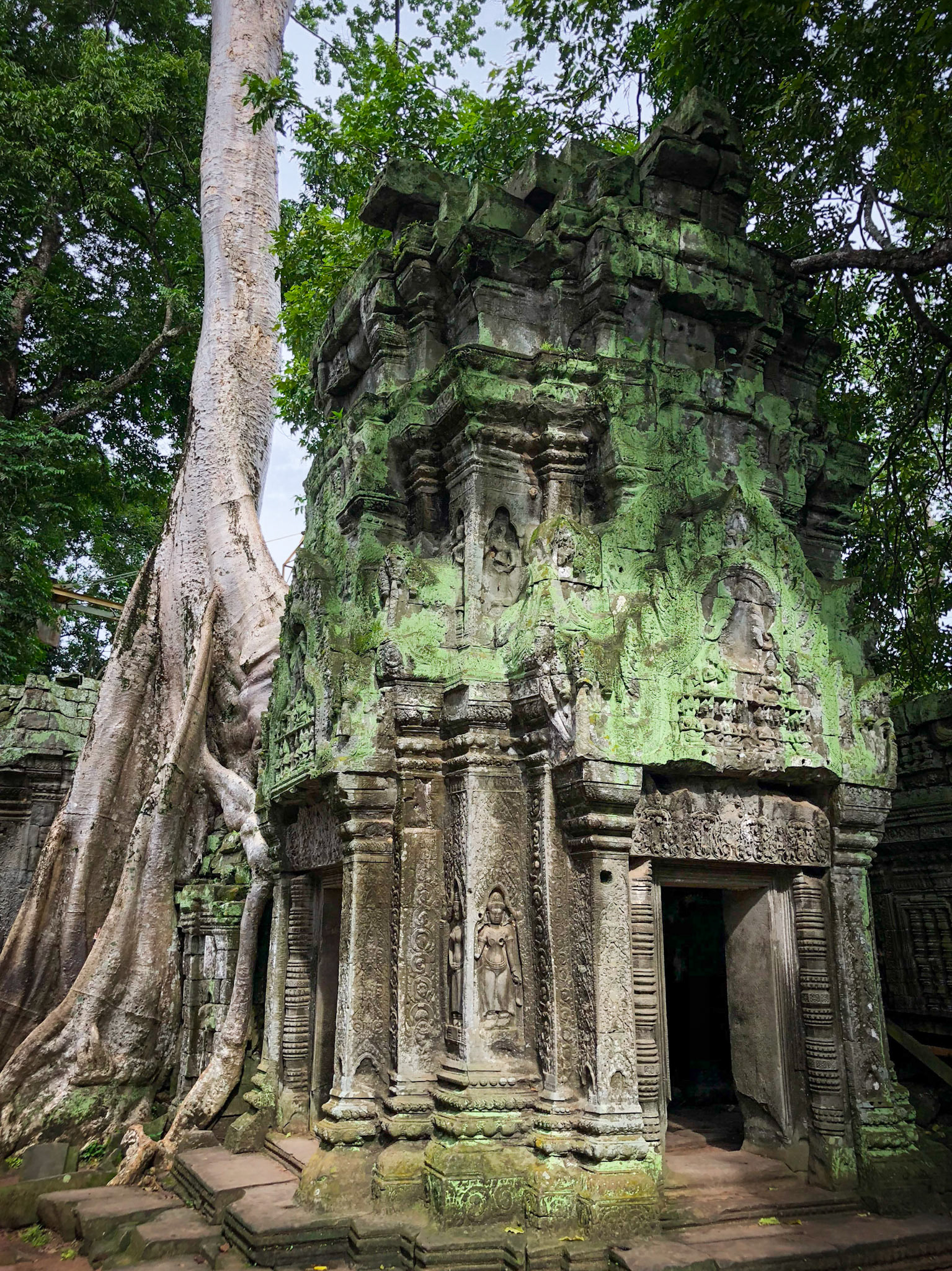 Ta Prohm, Angkor, Cambodia