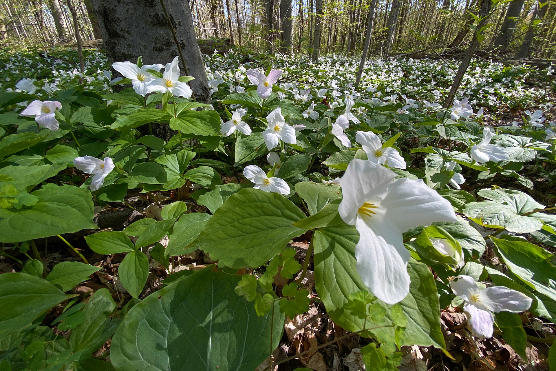 Trillium grandiflora flowers, Arboretum