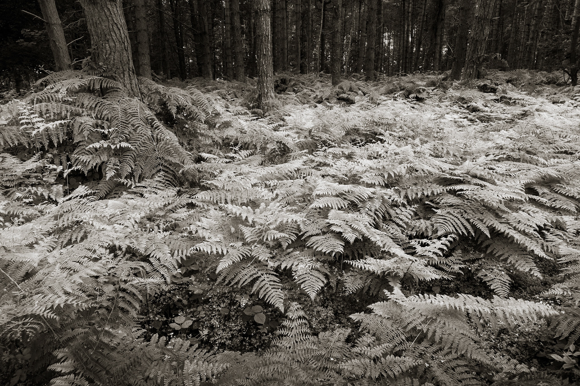 Bracken, Forest, Dunwich, Suffolk, England