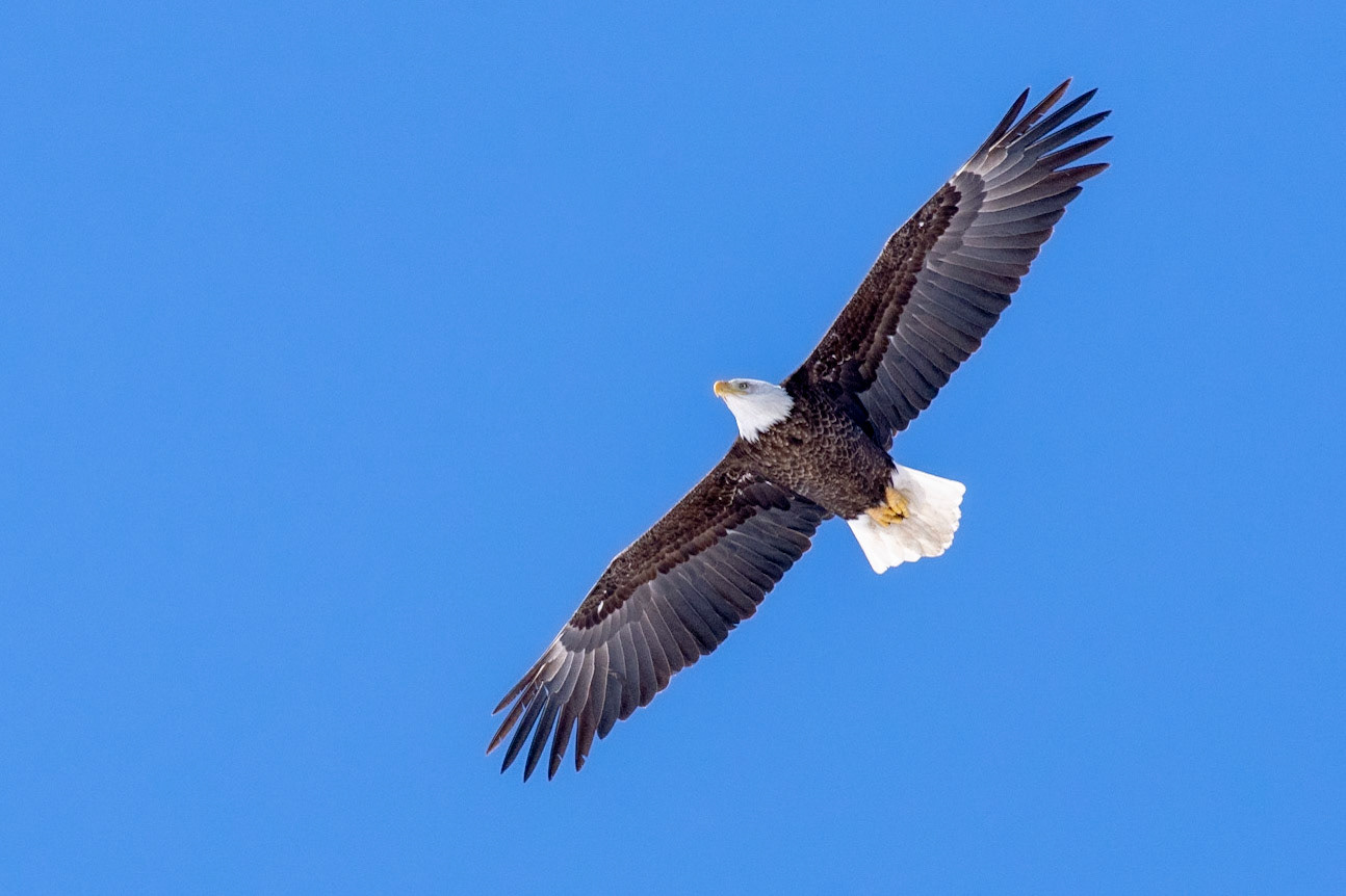 Soaring ahigh in a clear blue sky, this mature bald eagle was flying effortlessly, white head and tail feathers in contrast witht he deep blue sky.