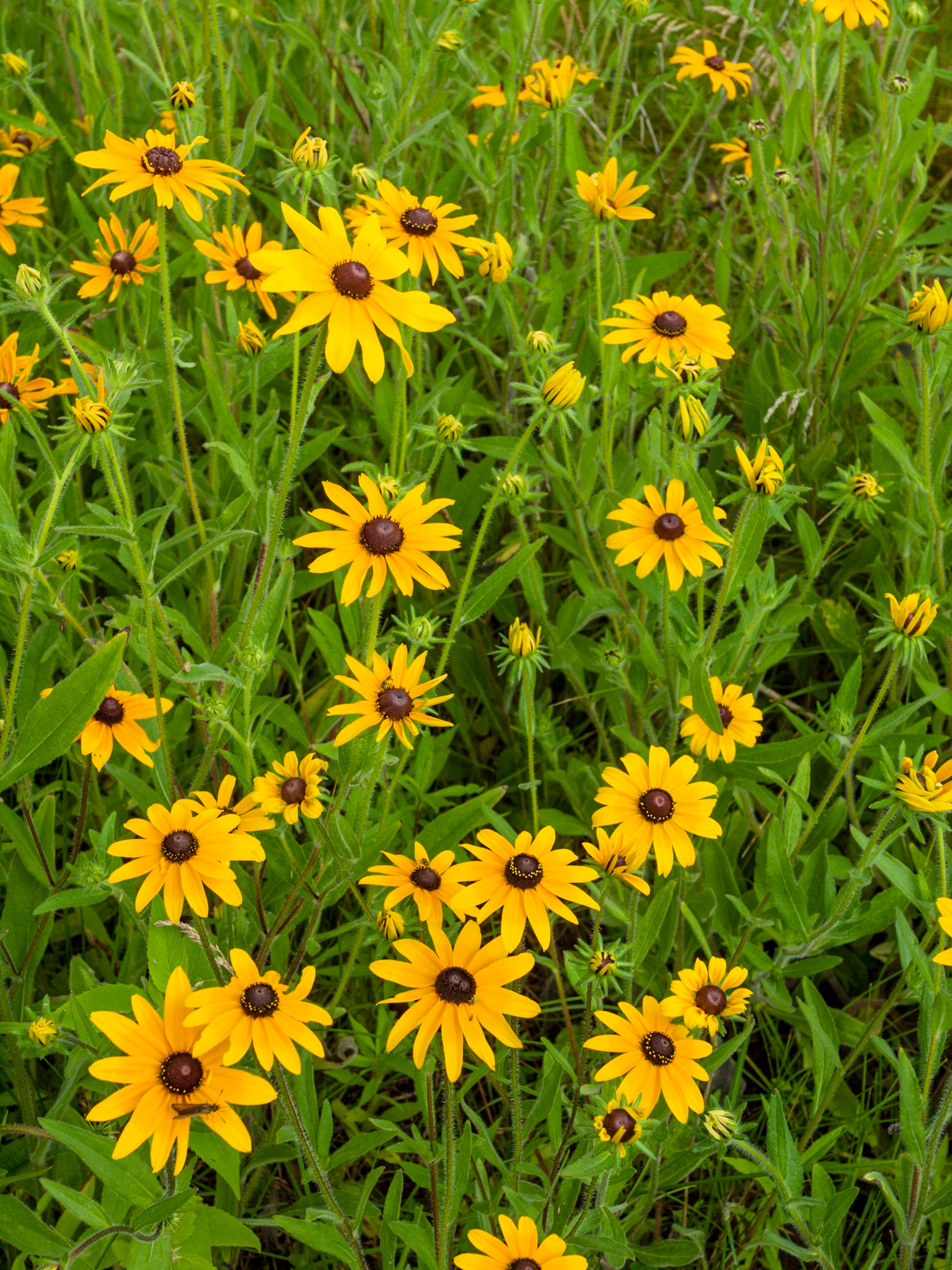Black-eyed Susans
