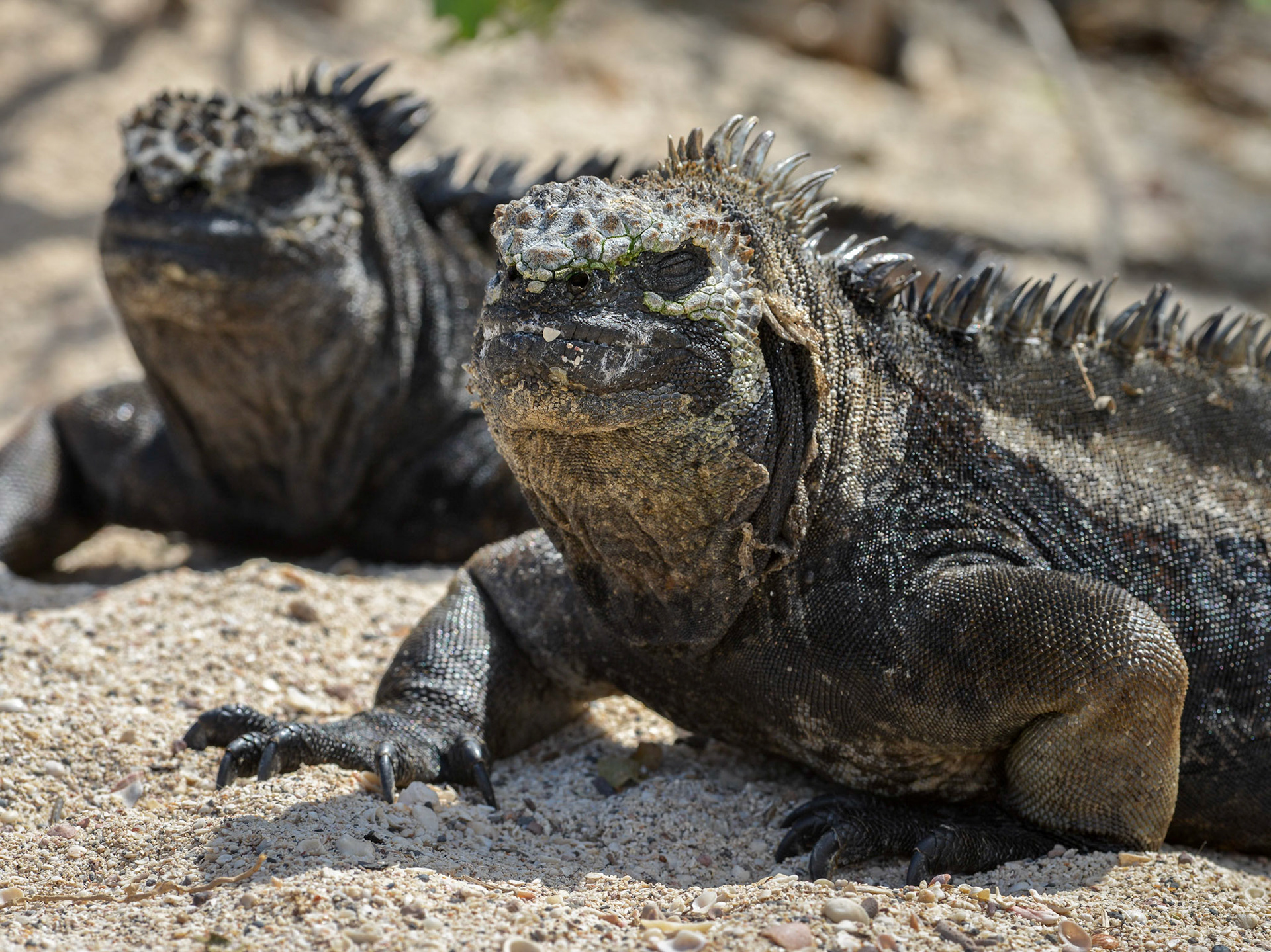 Galápagos Iguanas, Galápagos’s Islands, Ecuador