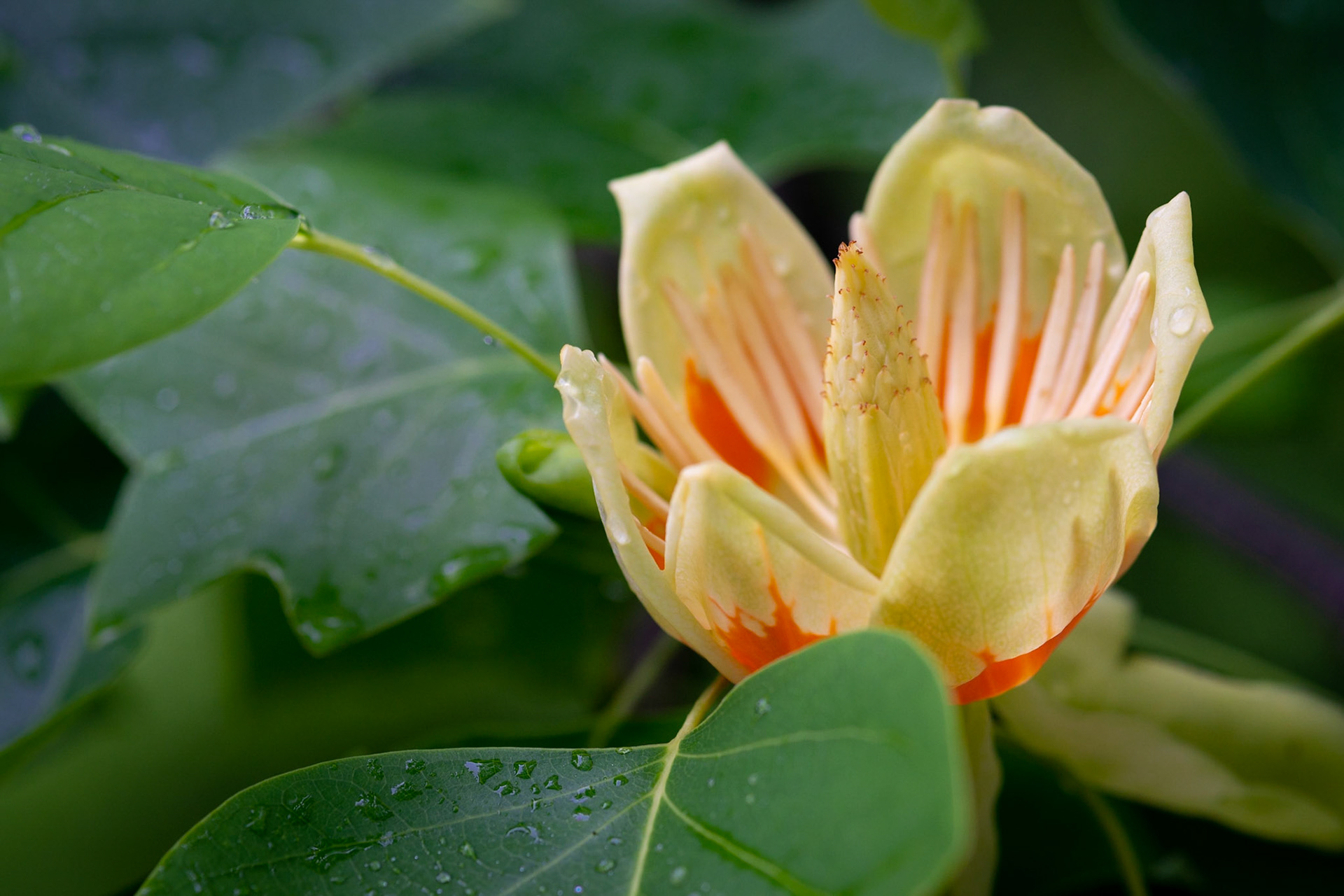 Tulip Tree flower