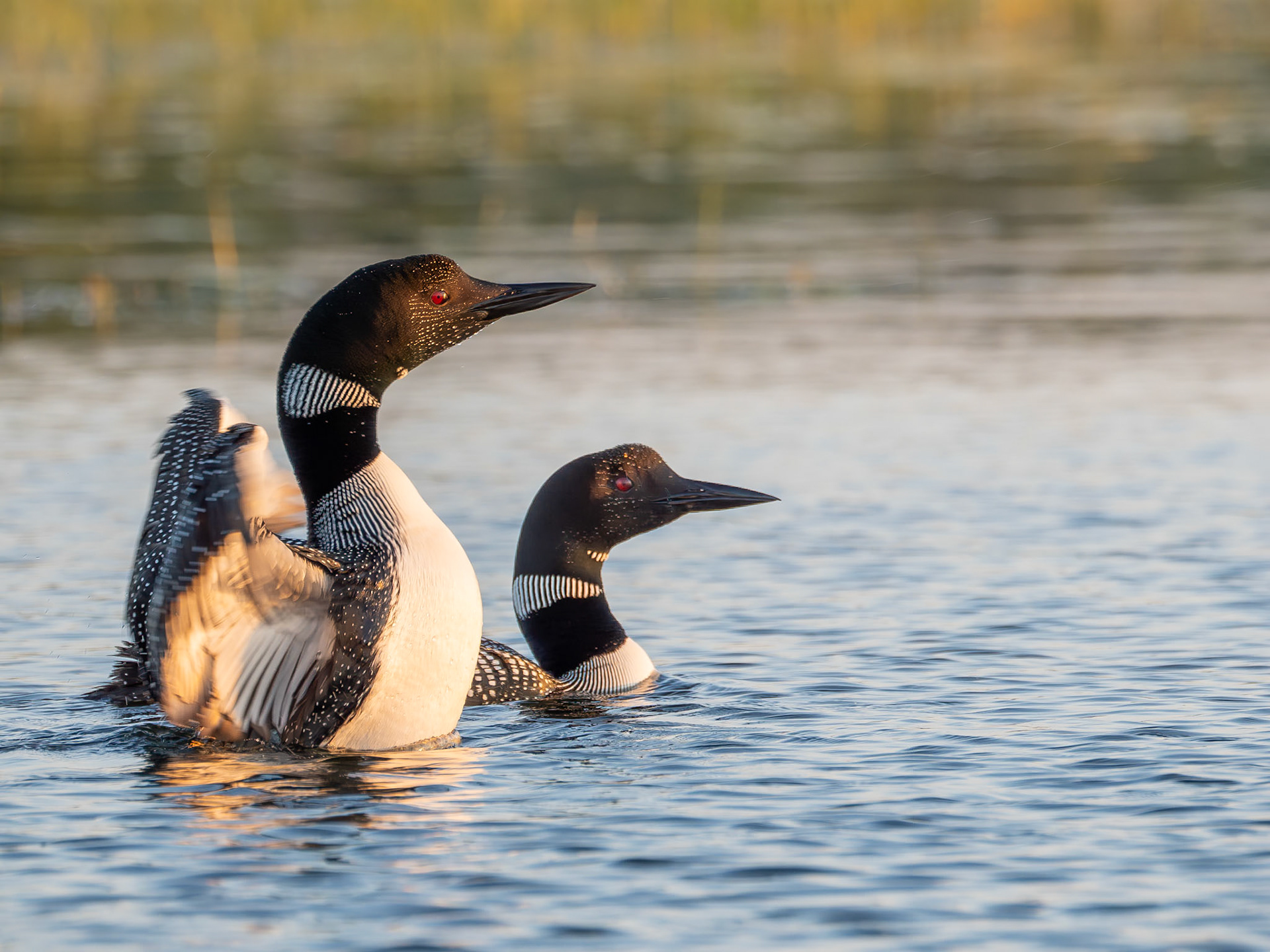 Two Common Loons (Gavia immer), Evening Light