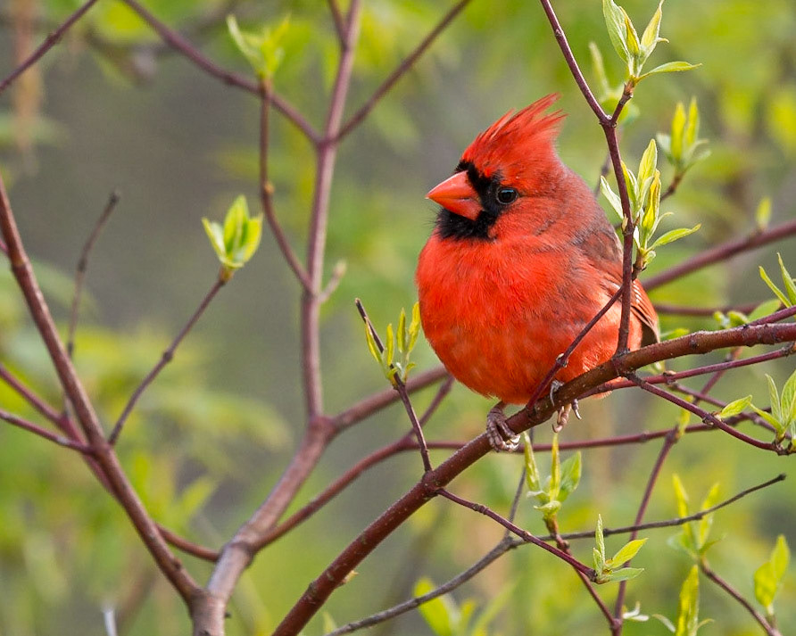 Male Northern Cardinal in spring Red Osier Dogwood