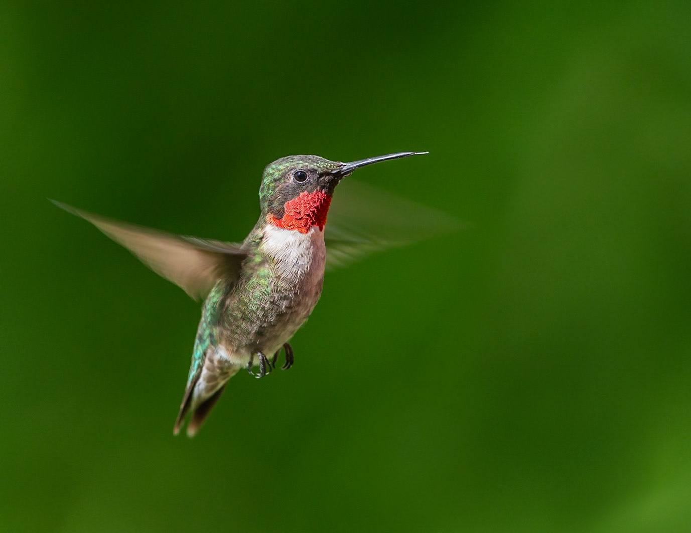 Ruby-throated Hummingbird, male (Archilochus colubris)