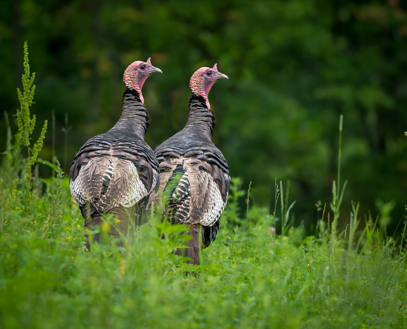Turkey Twins (Meleagris gallopavo)
