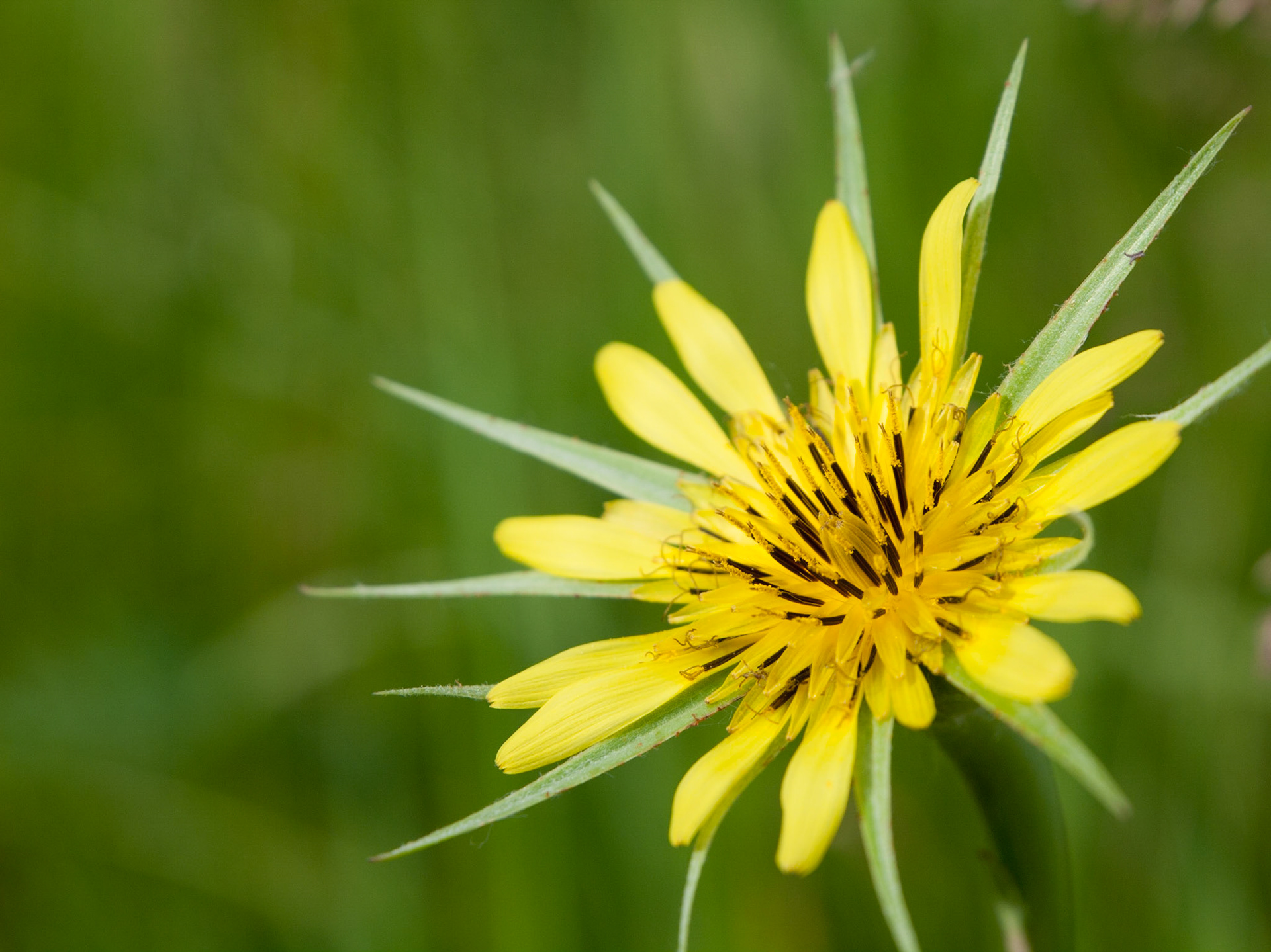 Goat’s Beard - H