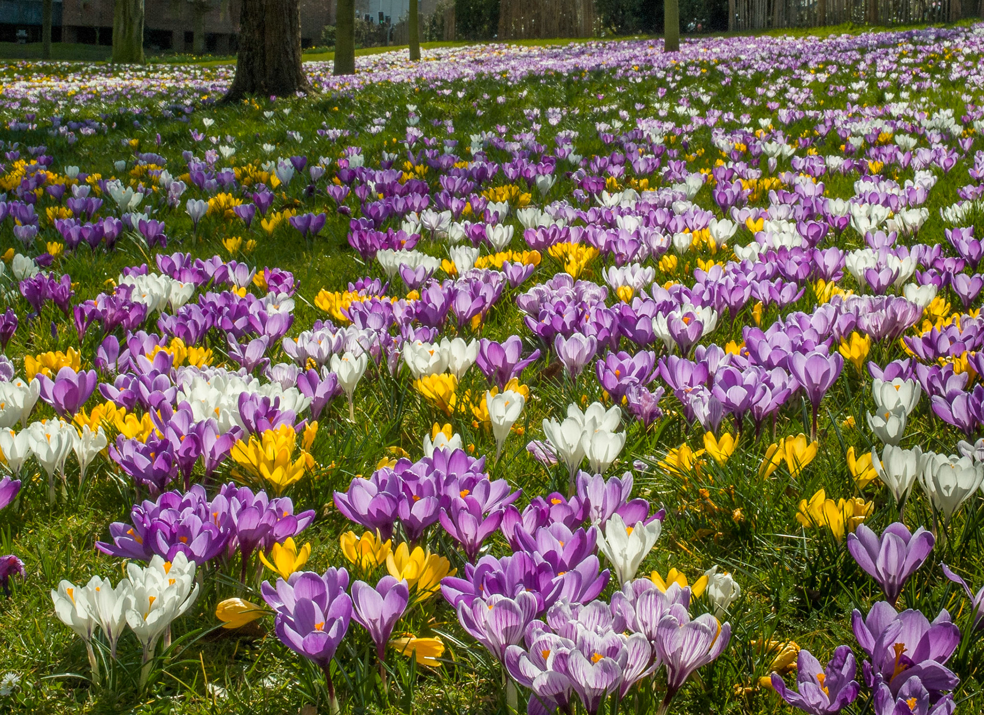 Crocus flowers in bloom, Chelmsford, Essex, England