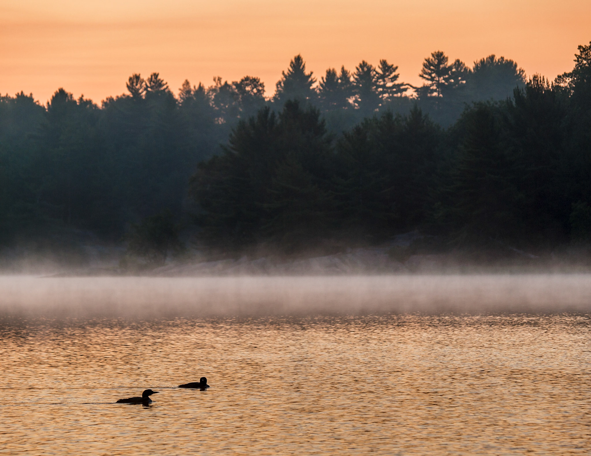 Loons, The Massasauga Provincial Park, Ontario