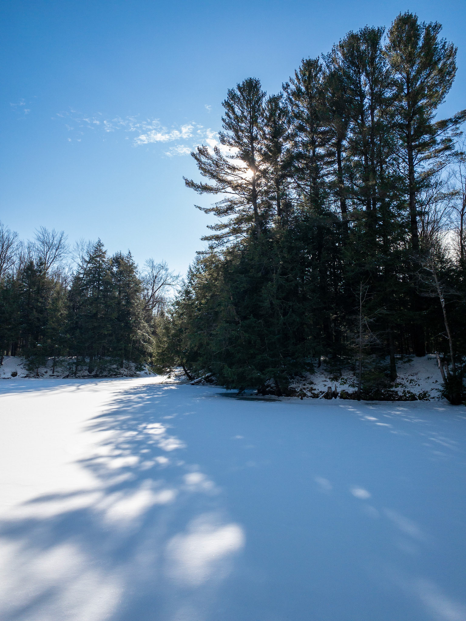Bright winter sun behind white pine trees projecting shadows on a snow-covered, frozen pond