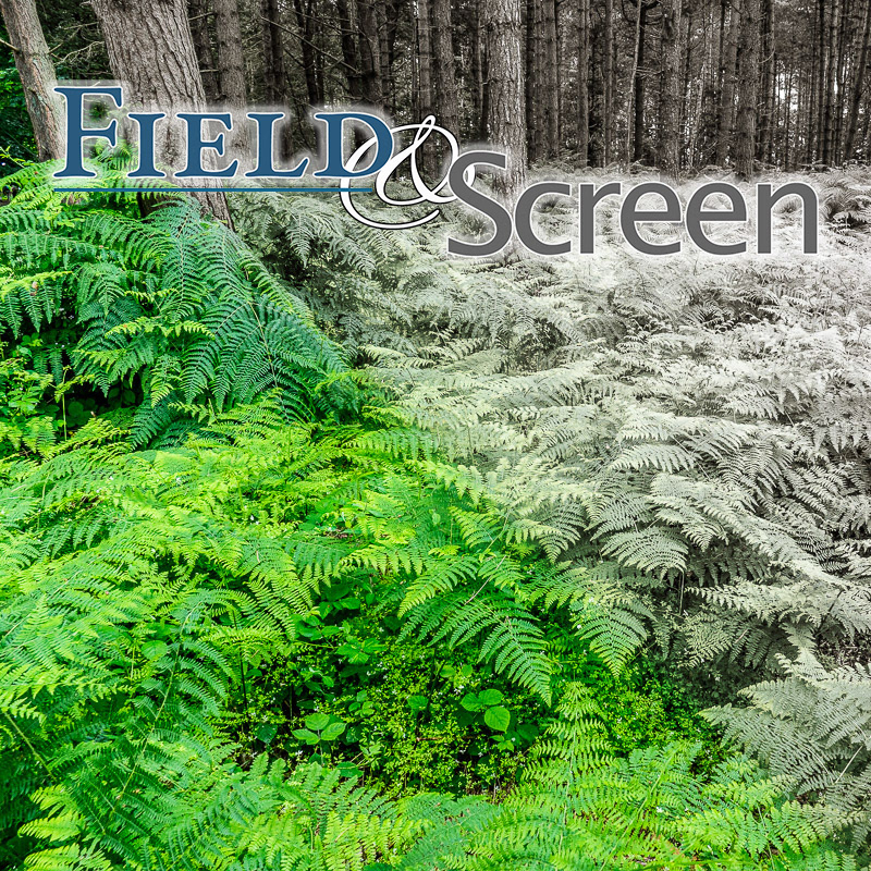 Title image for Field & Screen of ferns in colour fading to monochrome
