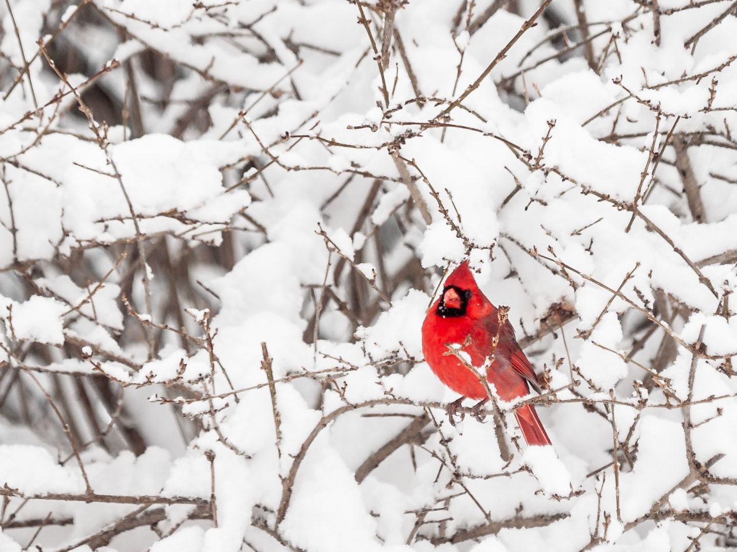 Cardinal and Snow