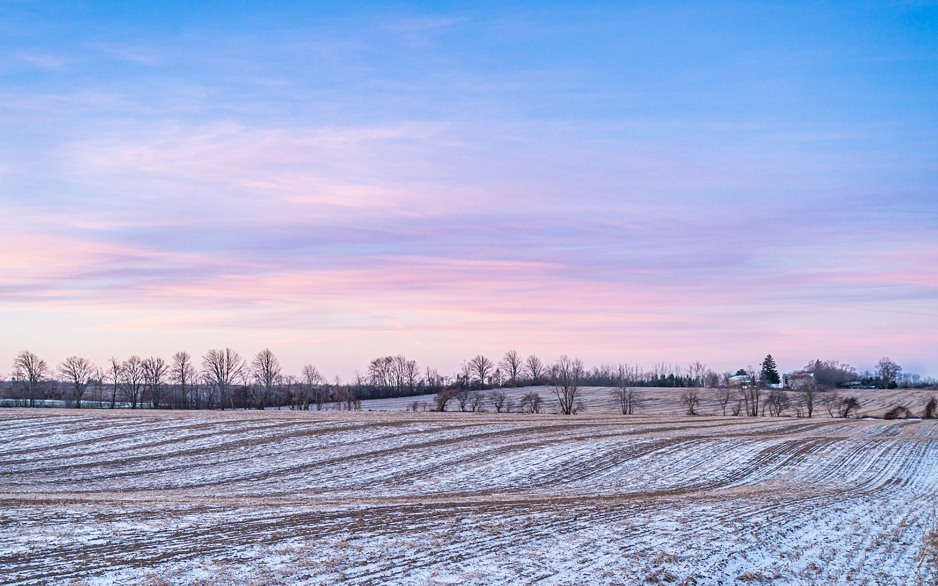 A winter sky with thin clouds lit magenta by the rising sun over a farm field with rows of corn stalks and a light dusitng of snow