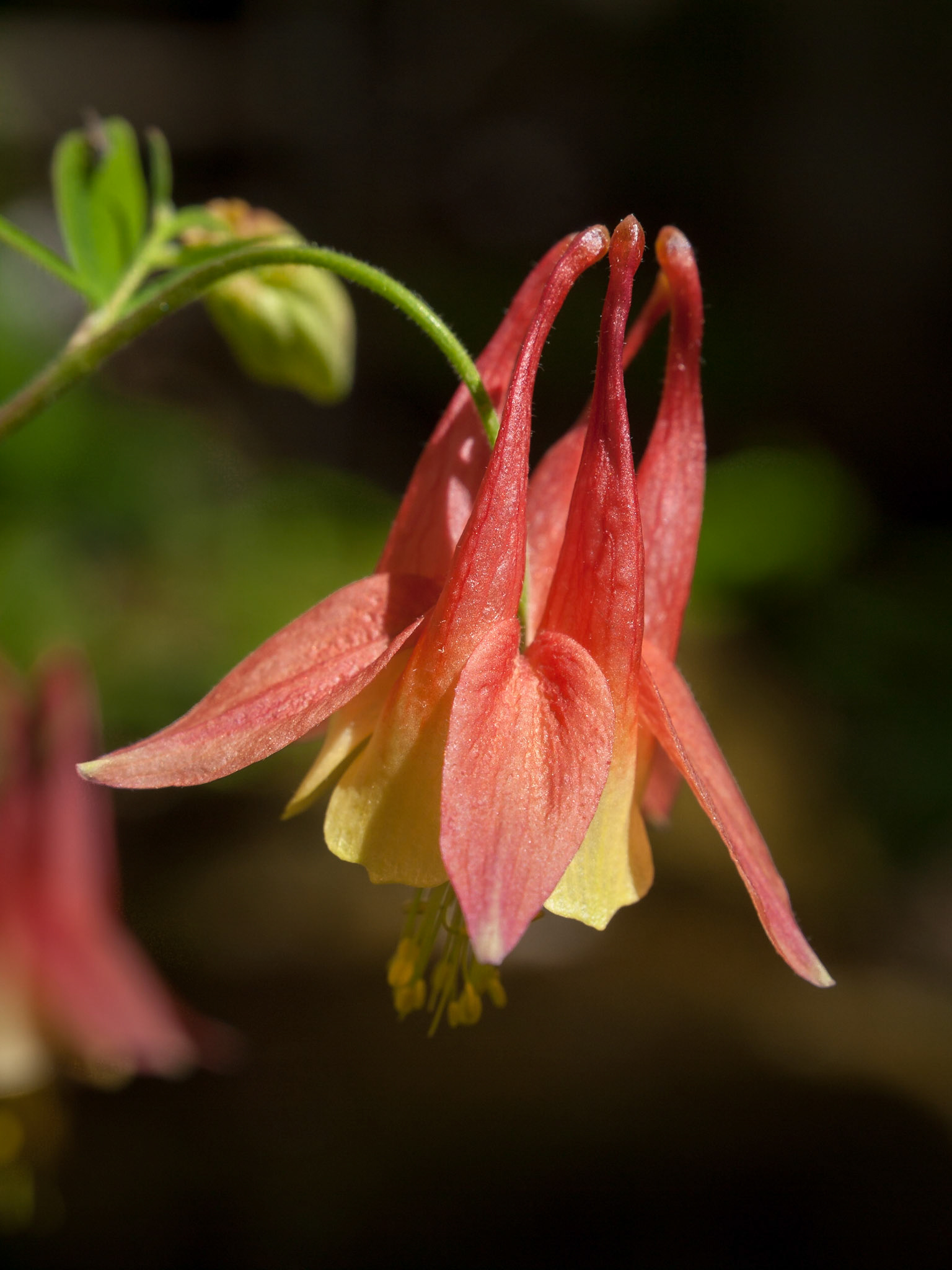 Columbine flower close-up
