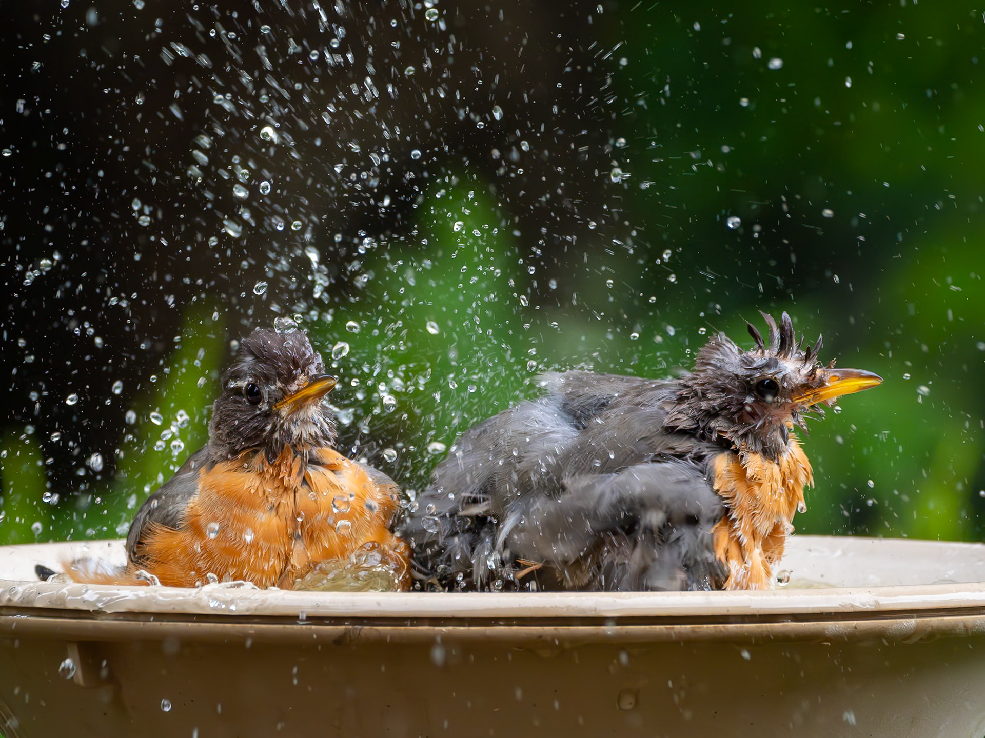 Rub a dub, dub, Two robins in the tub