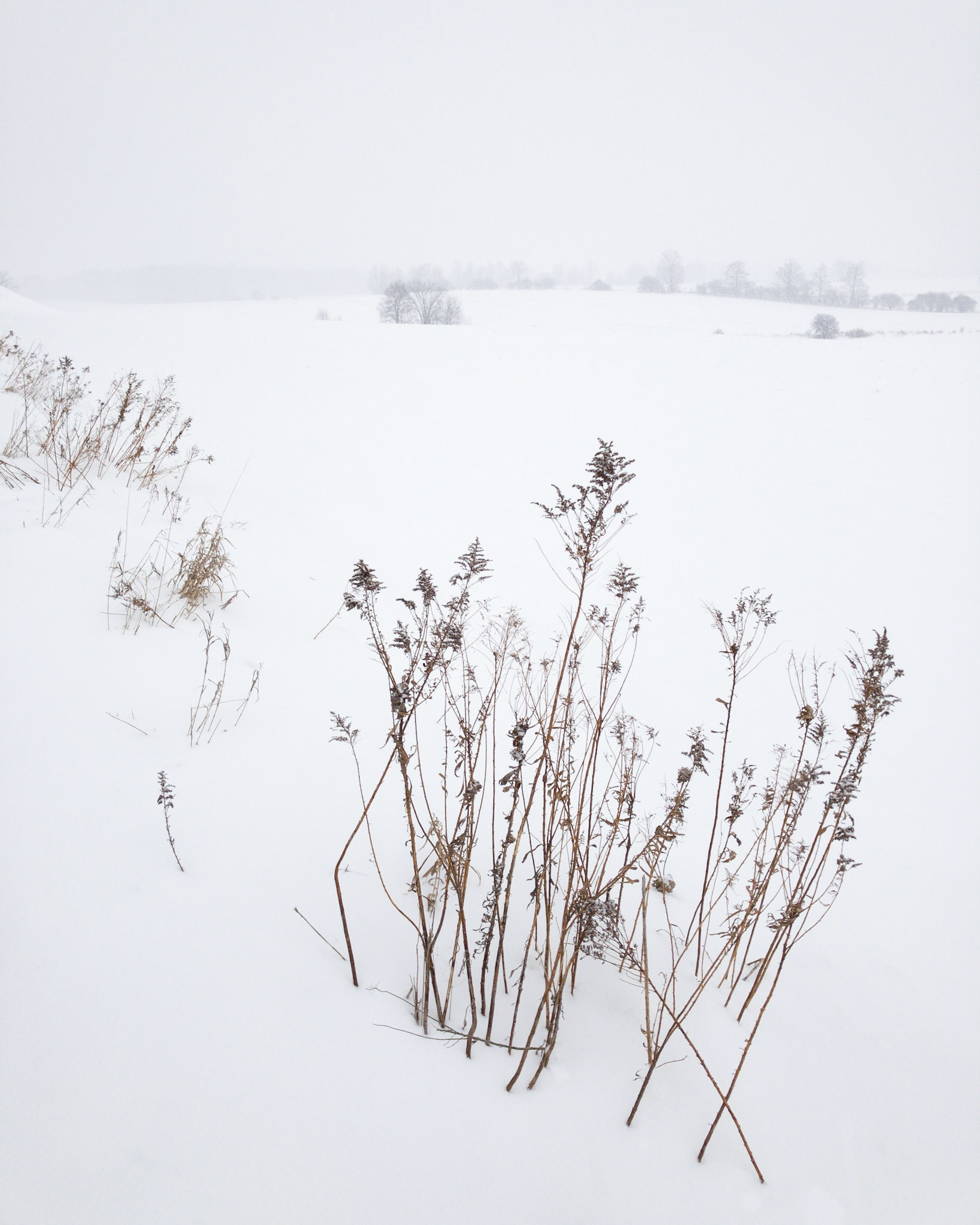 Winter Snow, Rural Waterloo, Ontario