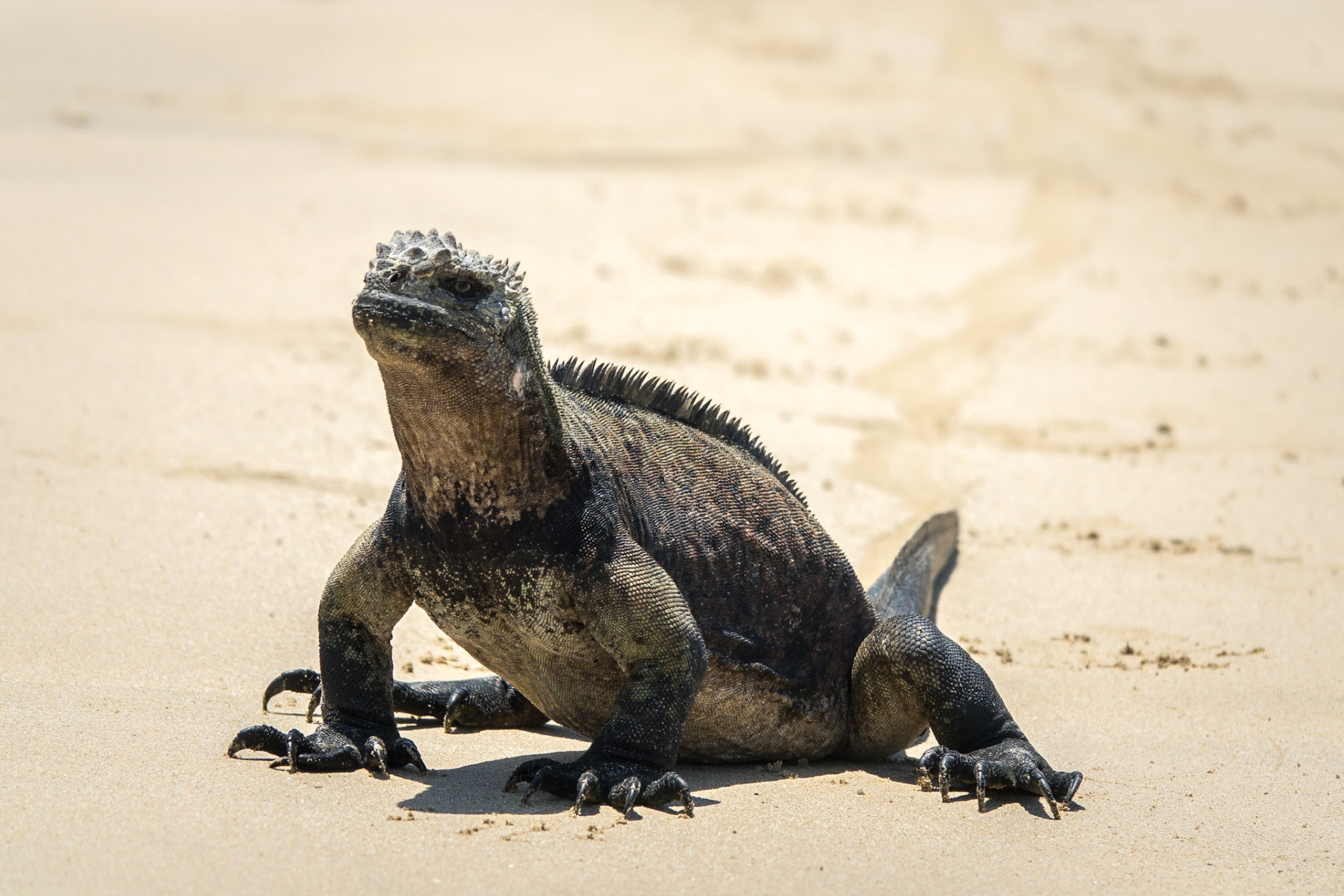 Marine Iguana Amblyrhynchus cristatus), Isla Isabela, Galápagos