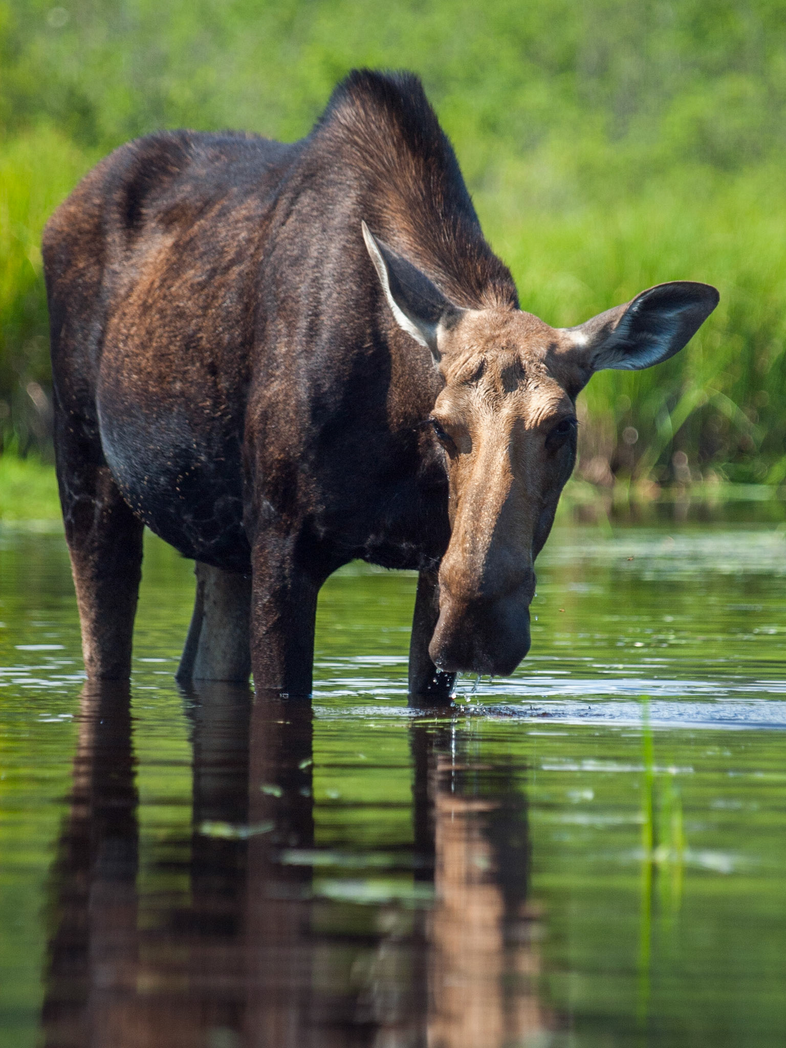 Cow Moose - V - Algonquin Provincial Park
