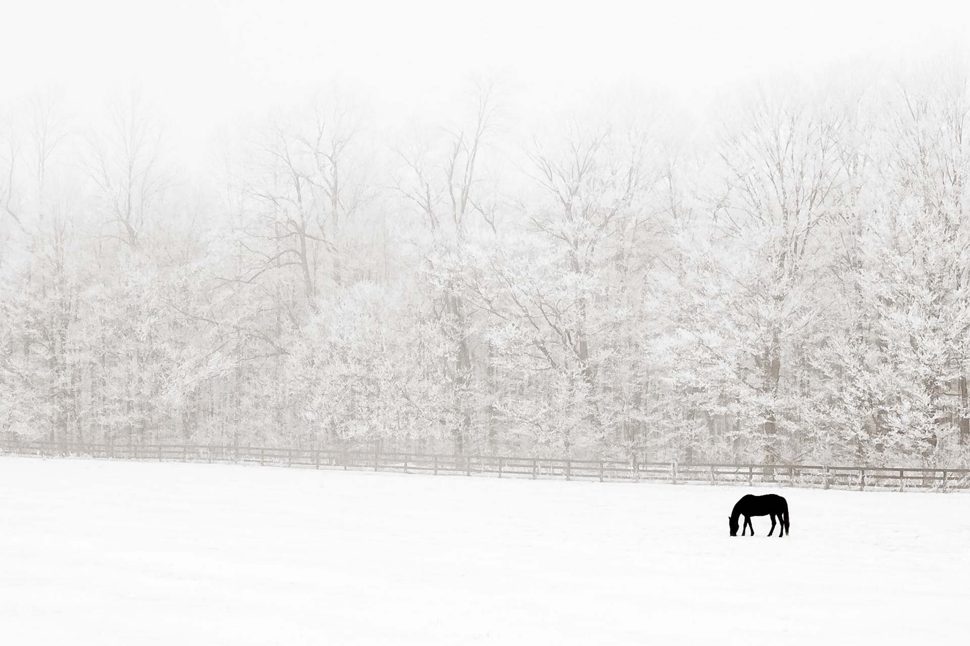 Hoar Frost, Morning