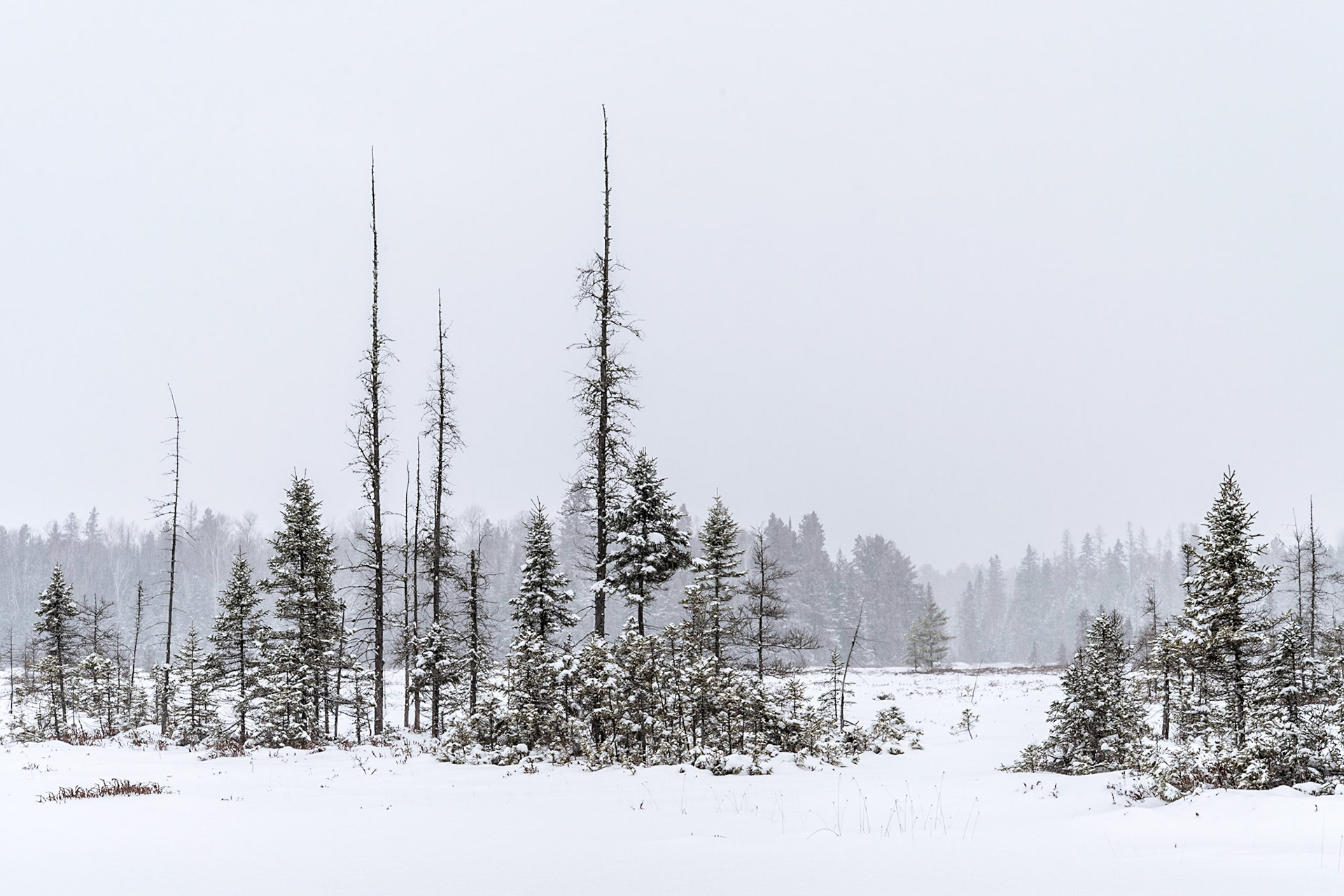 Bog, Mid-Winter, Ontario
