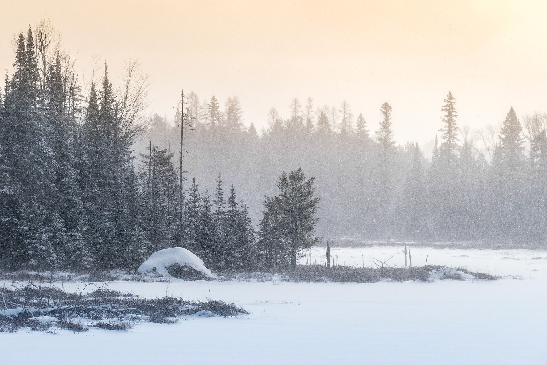 A lone beaver lodge sits admist tall spruce trees in the bay of a marsh in the soft, warm morning light filtered through a snow squall.