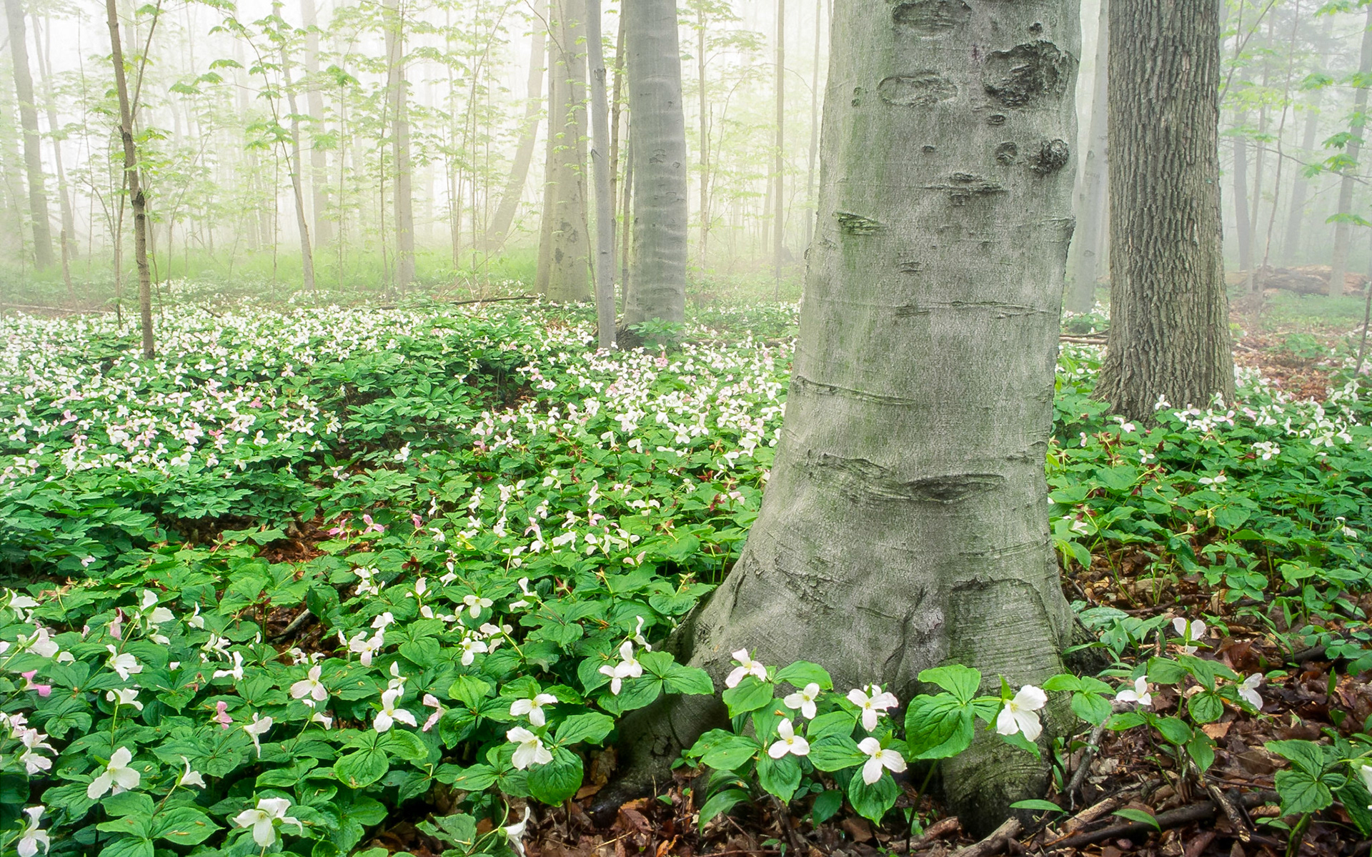 Spring wildflowers in the forests of southern Ontario, typial of eastern North America