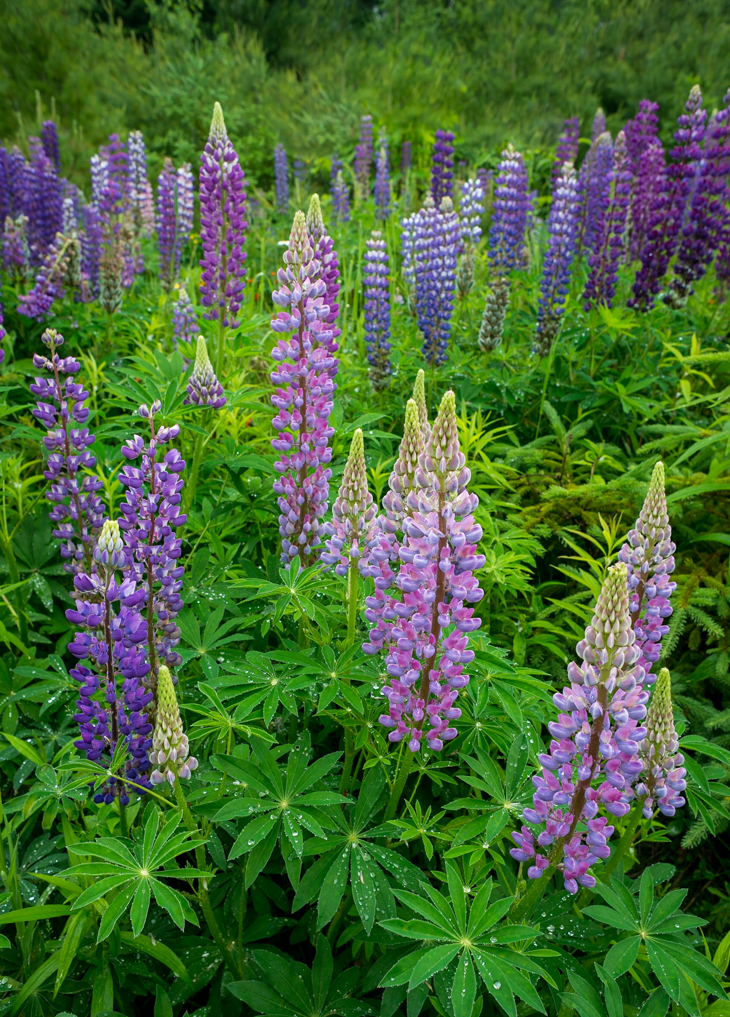 Wild Lupines - V