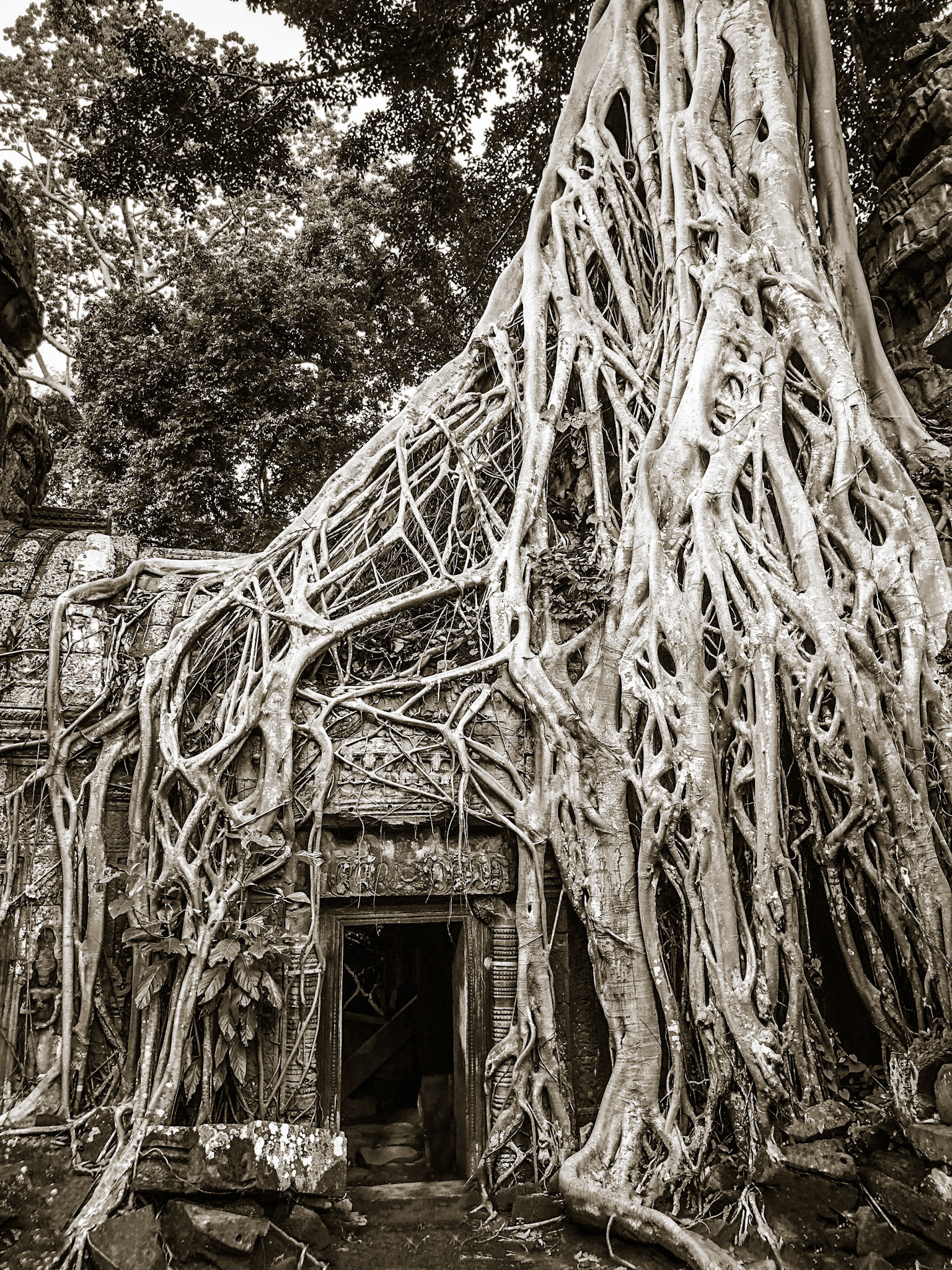 Ta Prohm, Angkor, Cambodia