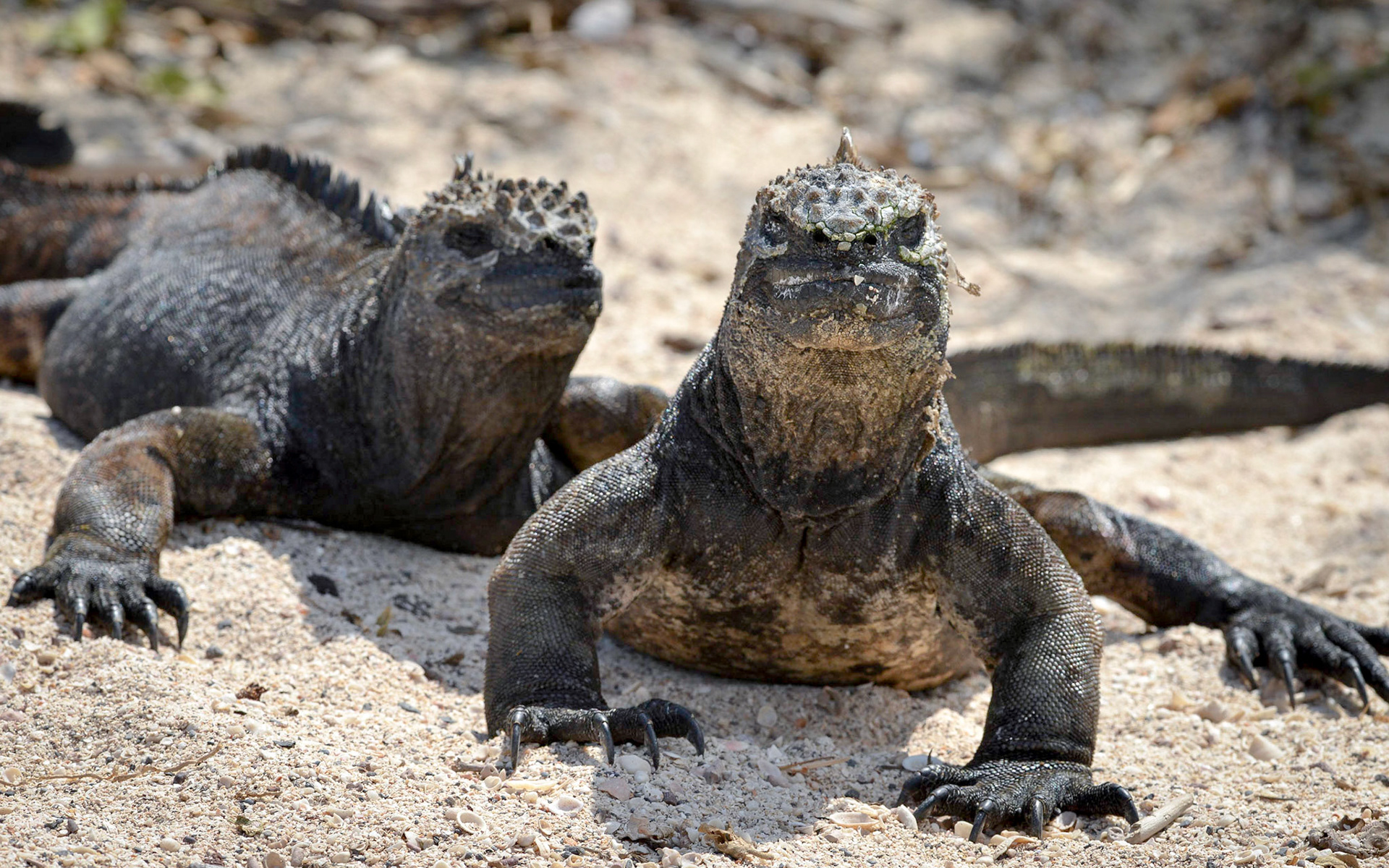 Marine Iquanas (Amblrhynchus cristatus - Endemic), Playa Punta Carola, Isla San Cristóbal, Galápagos Islands, Ecuador